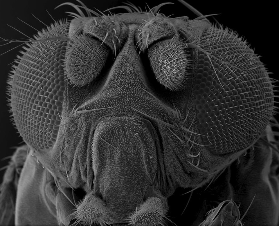 Una mosca de la fruta vista al microscopio electrónico.