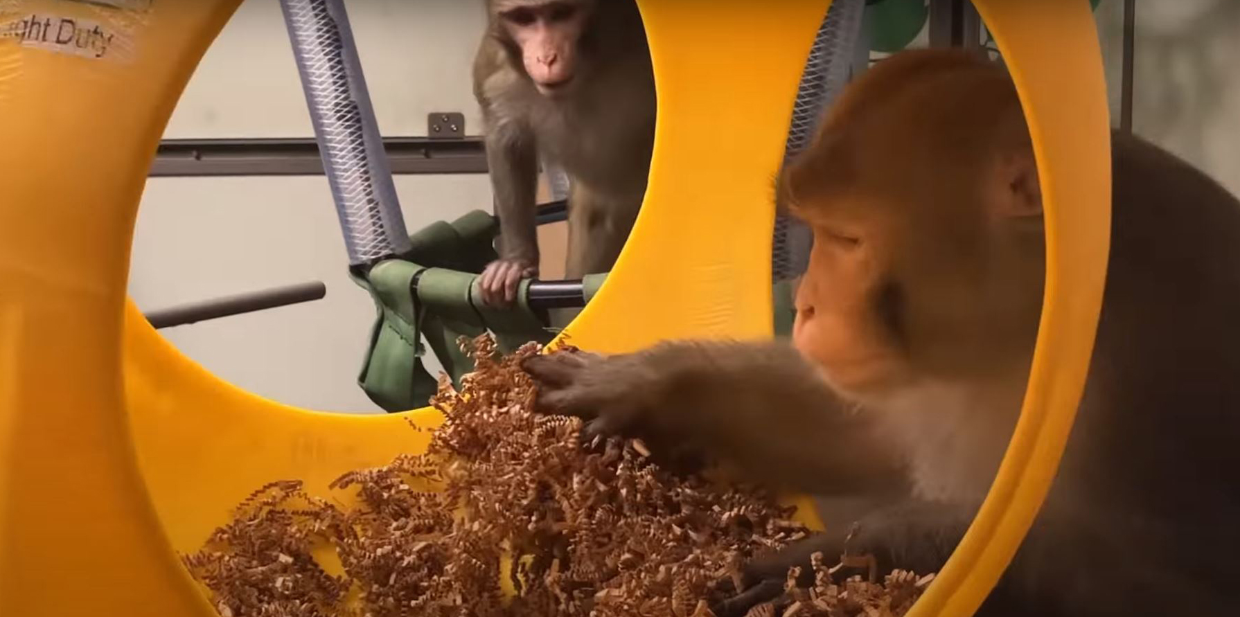 A group of doctors denounces the death of a dozen monkeys in Elon Musk’s brain chip trials |  Science