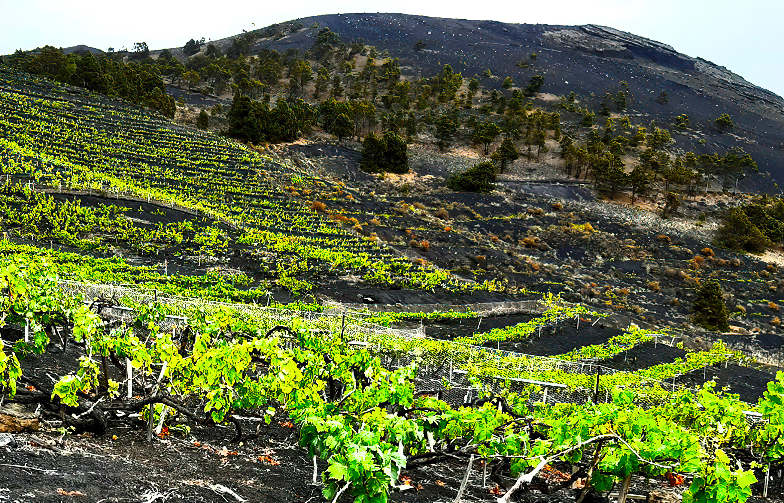 Wine by the winery Castell D'Encús.