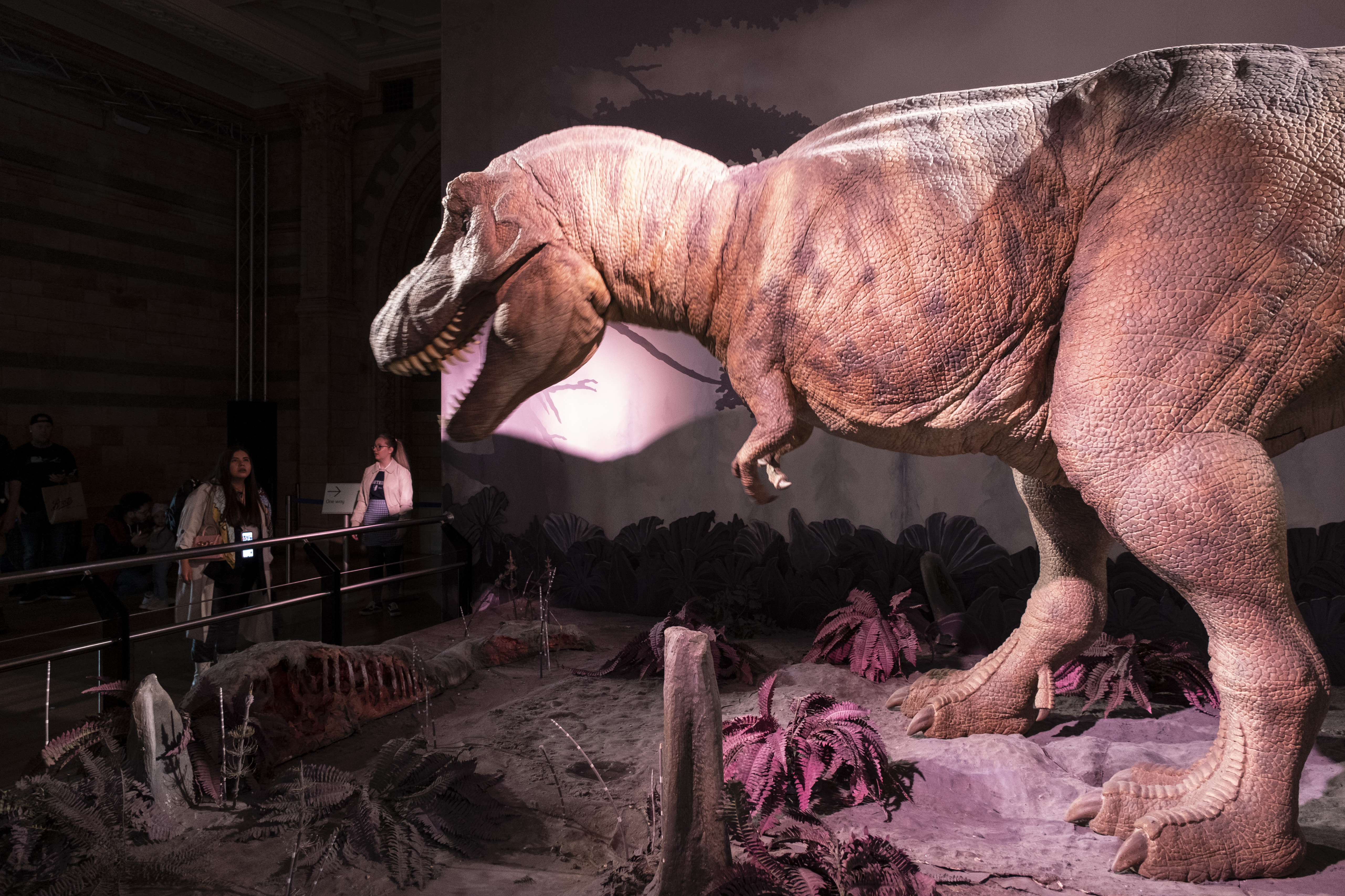 Dinosaurs: Why did 'T. rex' have such tiny arms?, Science