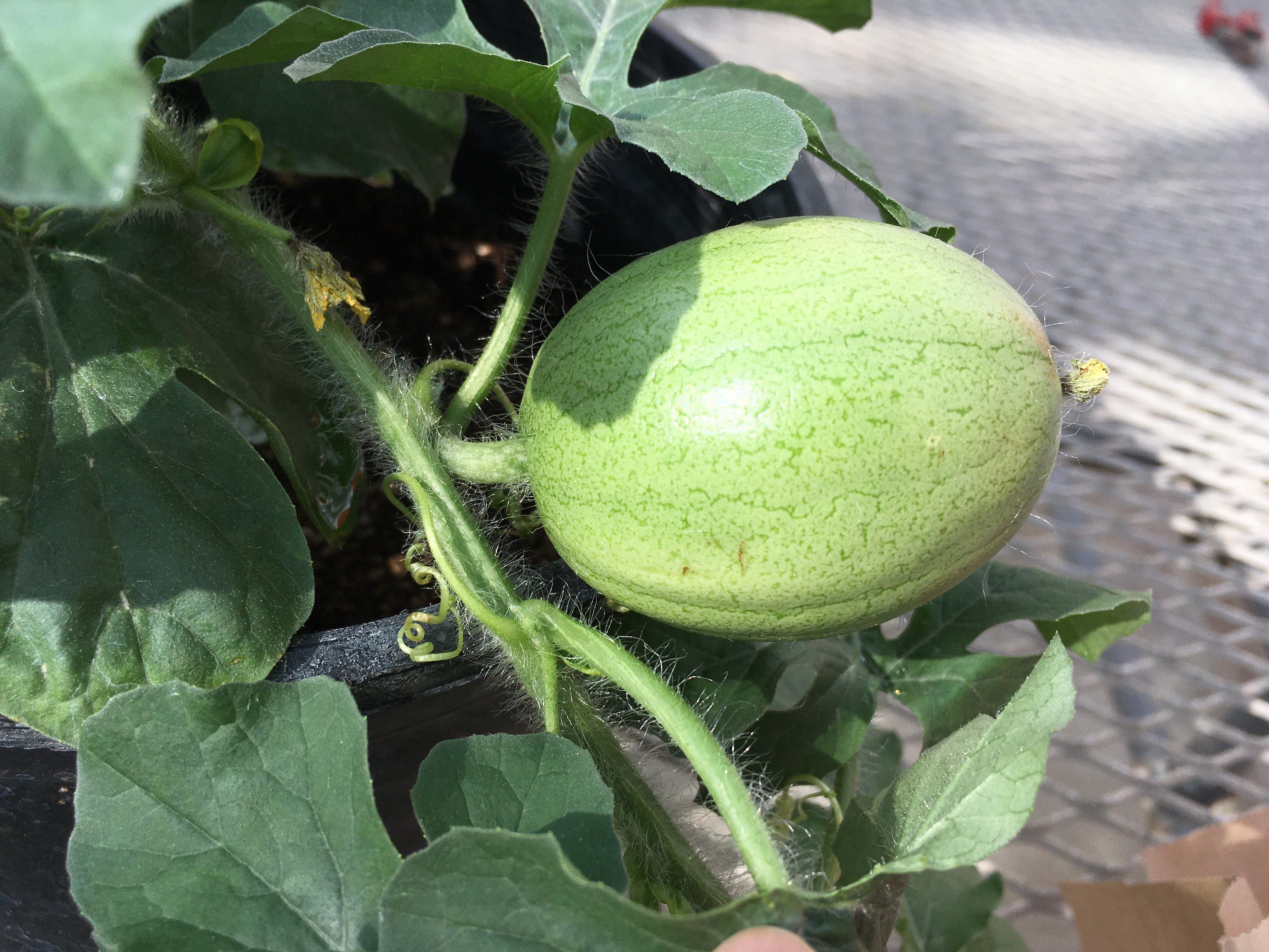 melon de kordofan una investigacion encuentra al presunto padre de la sandia ciencia el pais