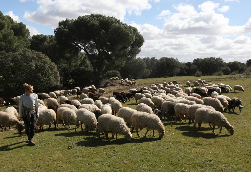 Con Un Cencerro De Oveja En El Campo En El Sur De España Fotos