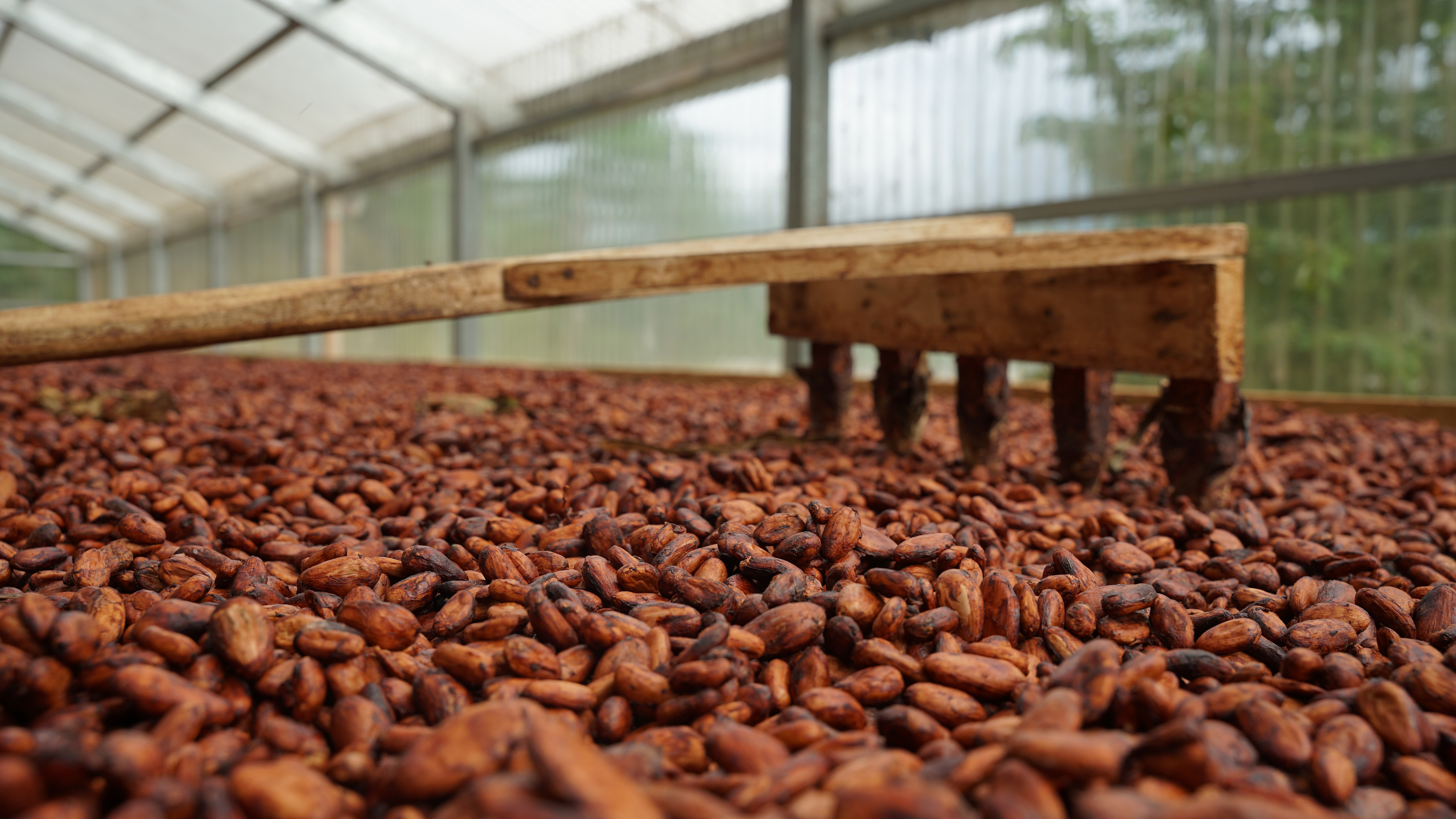 La buena hora del cacao guatemalteco: resistencia indígena hecha chocolate  | América Futura | EL PAÍS América