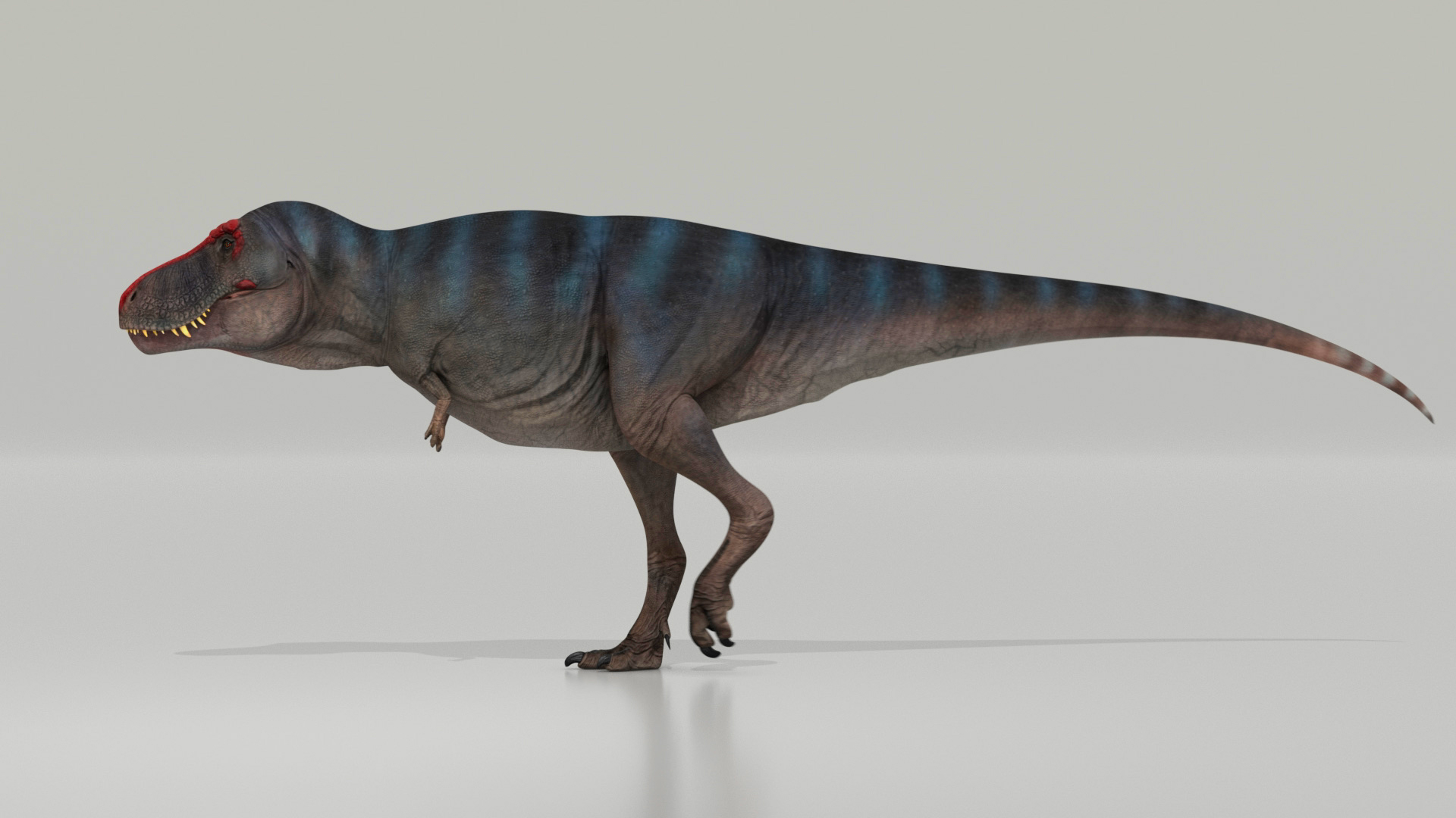 El &#39;Tiranosaurio rex&#39; caminaba a una velocidad de 4,6 kilómetros por hora,  como los humanos | Ciencia | EL PAÍS