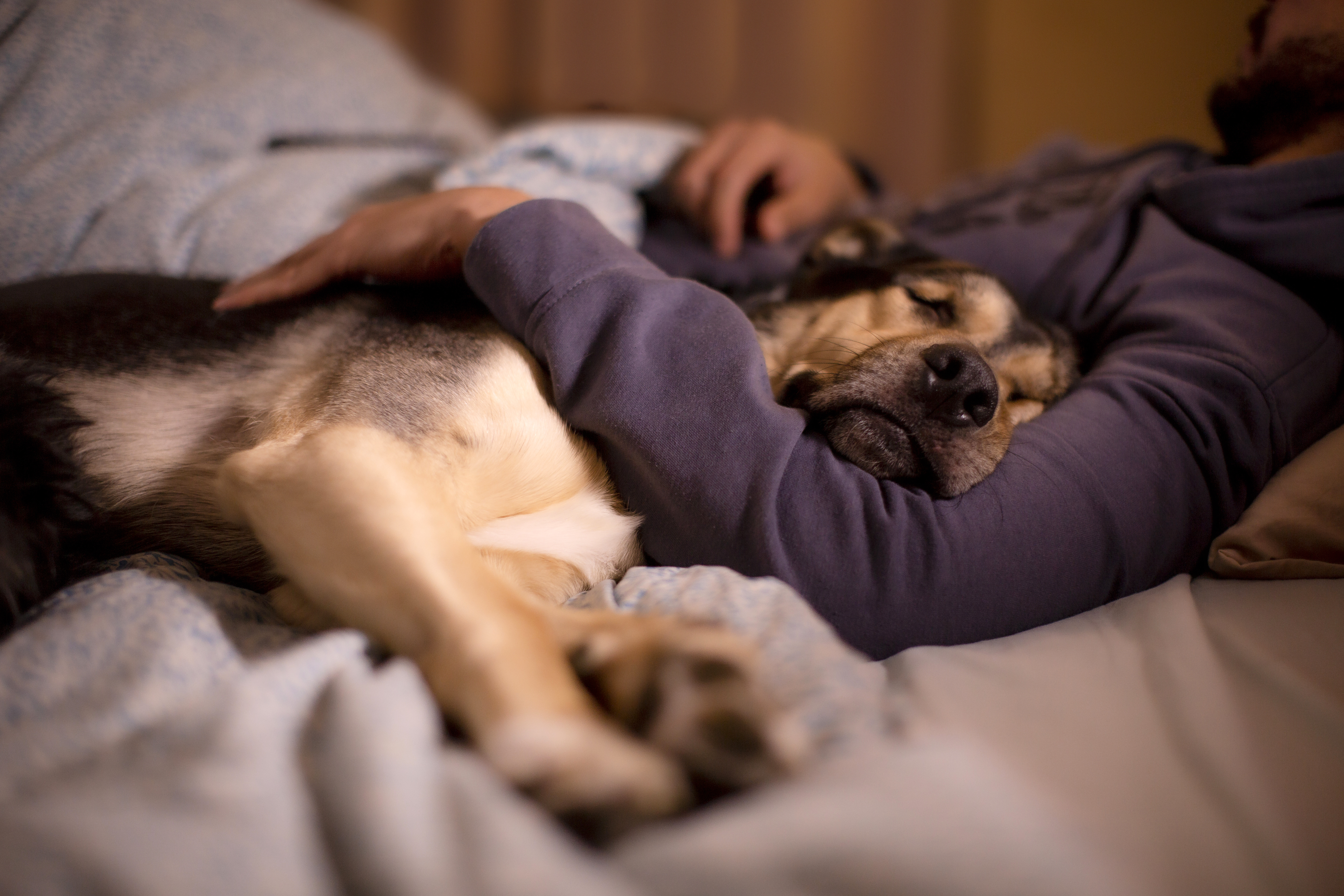 pueden los perros despertarse asustados