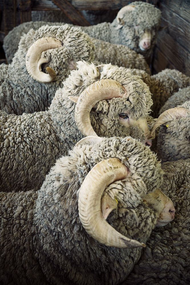 La mejor lana del mundo: la lana merino