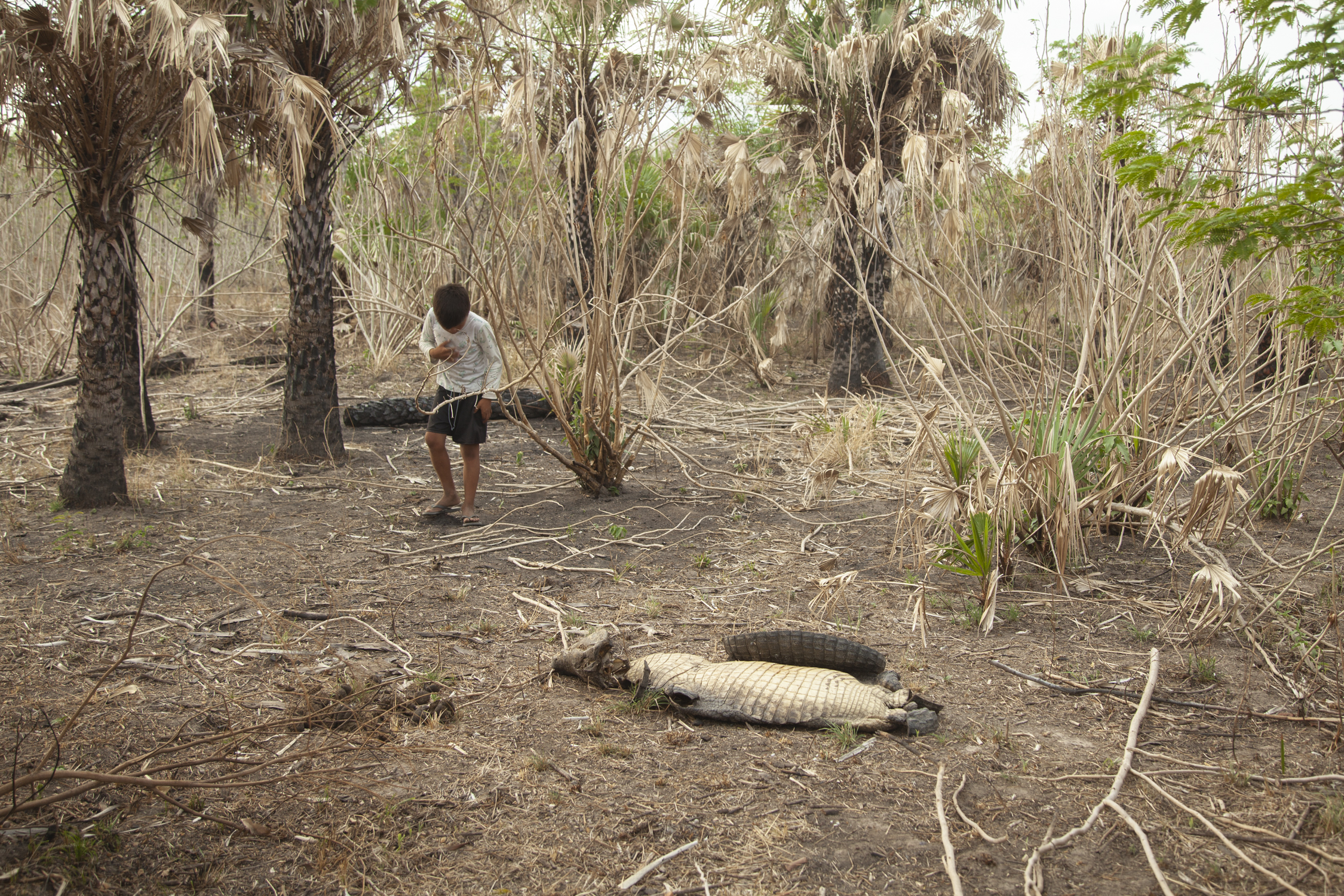 Los pueblos ind genas del Pantanal paraguayo que sufren la sequ a