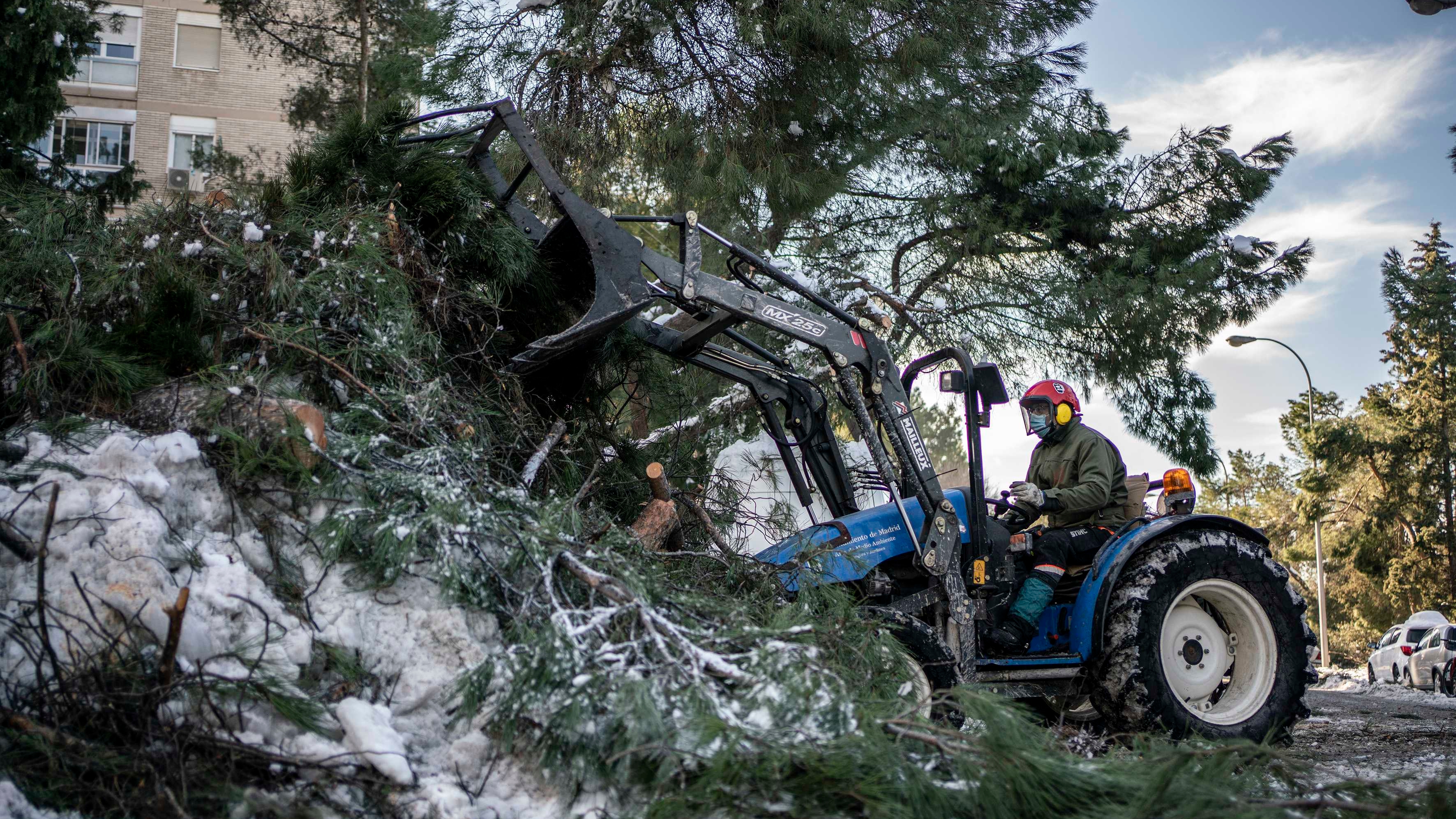 Cientos de miles de árboles dañados por el temporal en la Casa de Campo |  Madrid | EL PAÍS