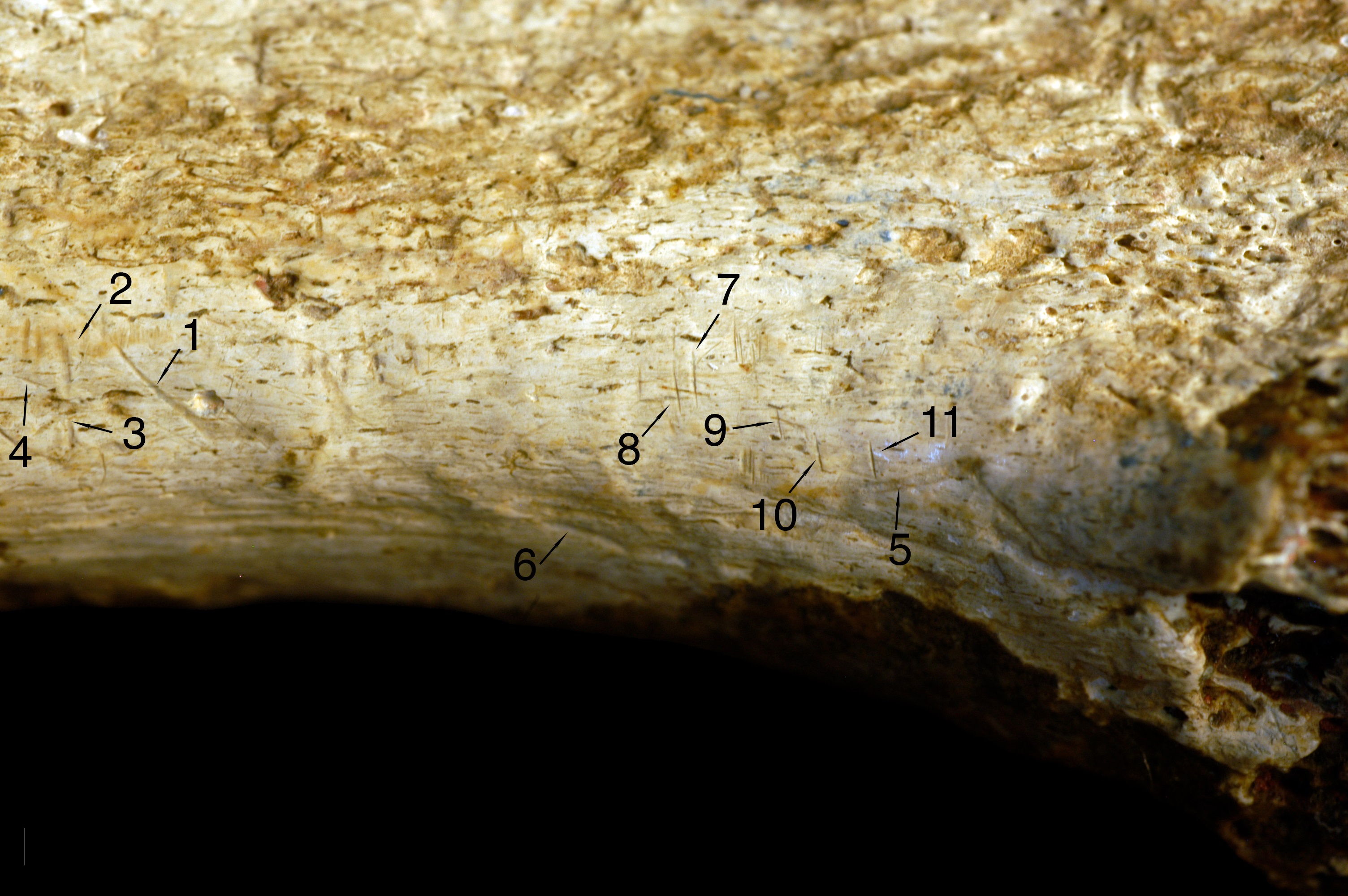 Detalle de la tibia fósil de un homínido con las marcas de corte numeradas.