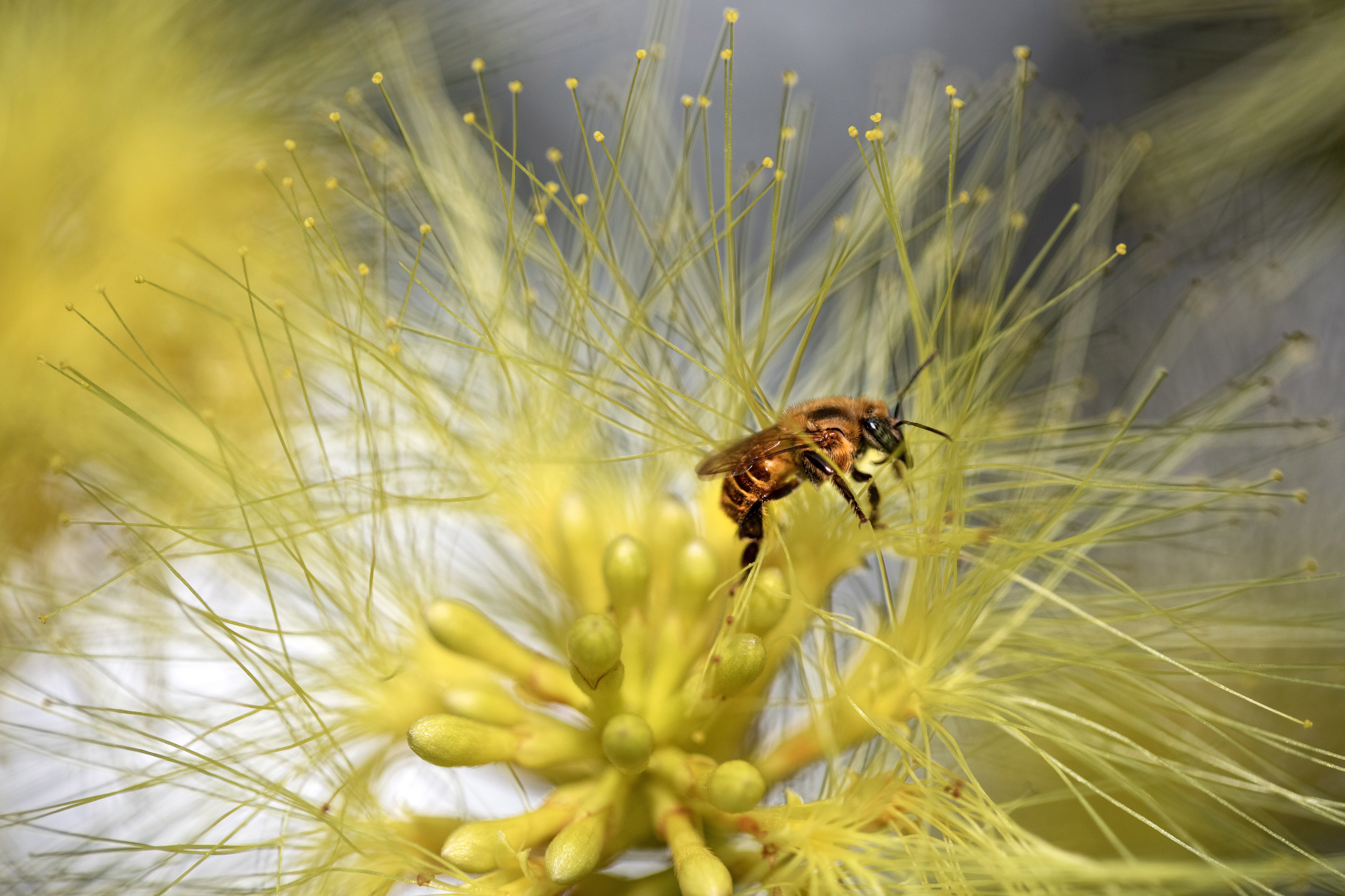 Miel de abeja: un verdadero milagro - Blog de Alimentos - ANR Blogs