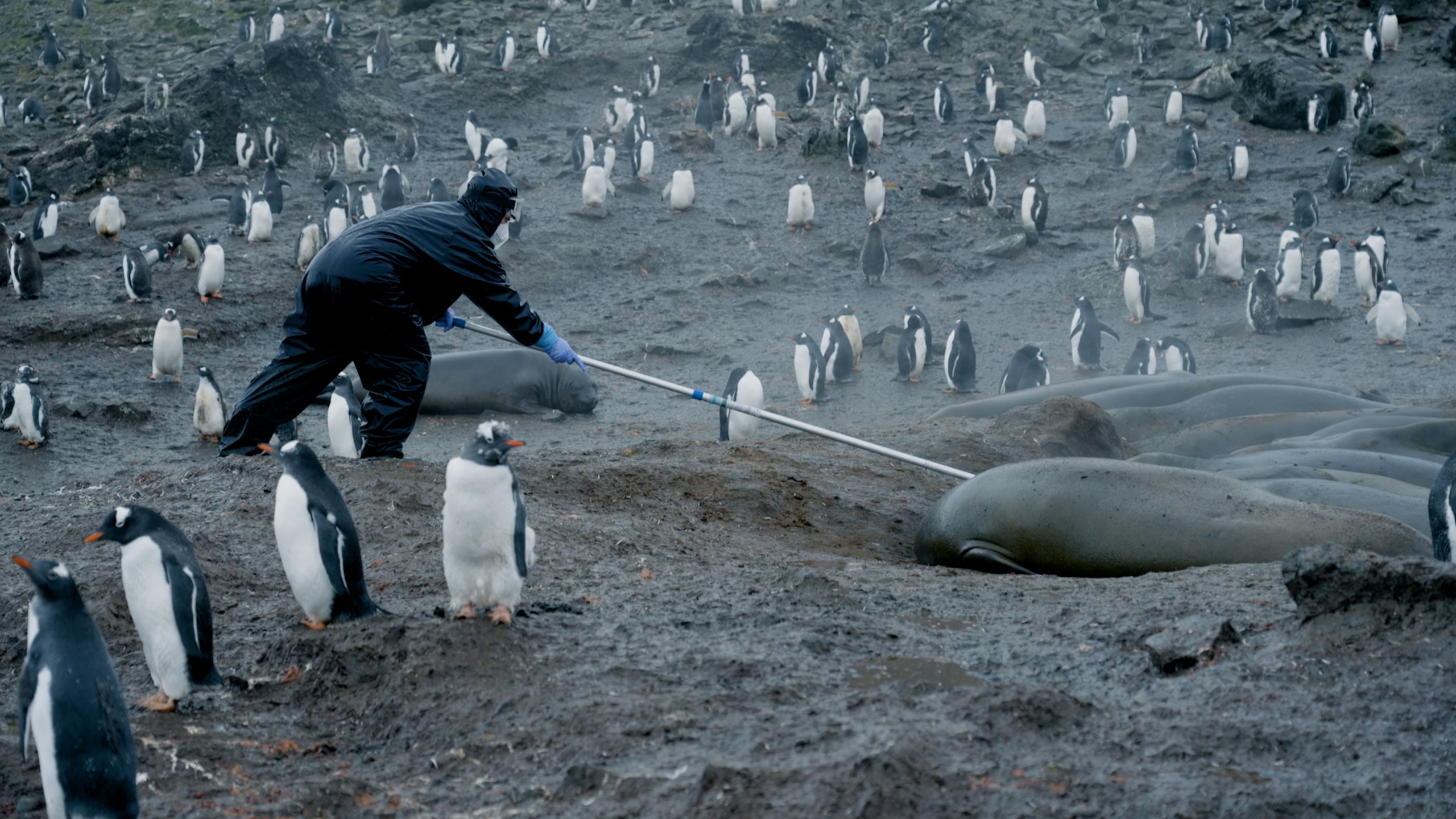 Inside Antarctica's plague-infested penguin colonies | Science | EL PAÍS  English, image size:2560x1440