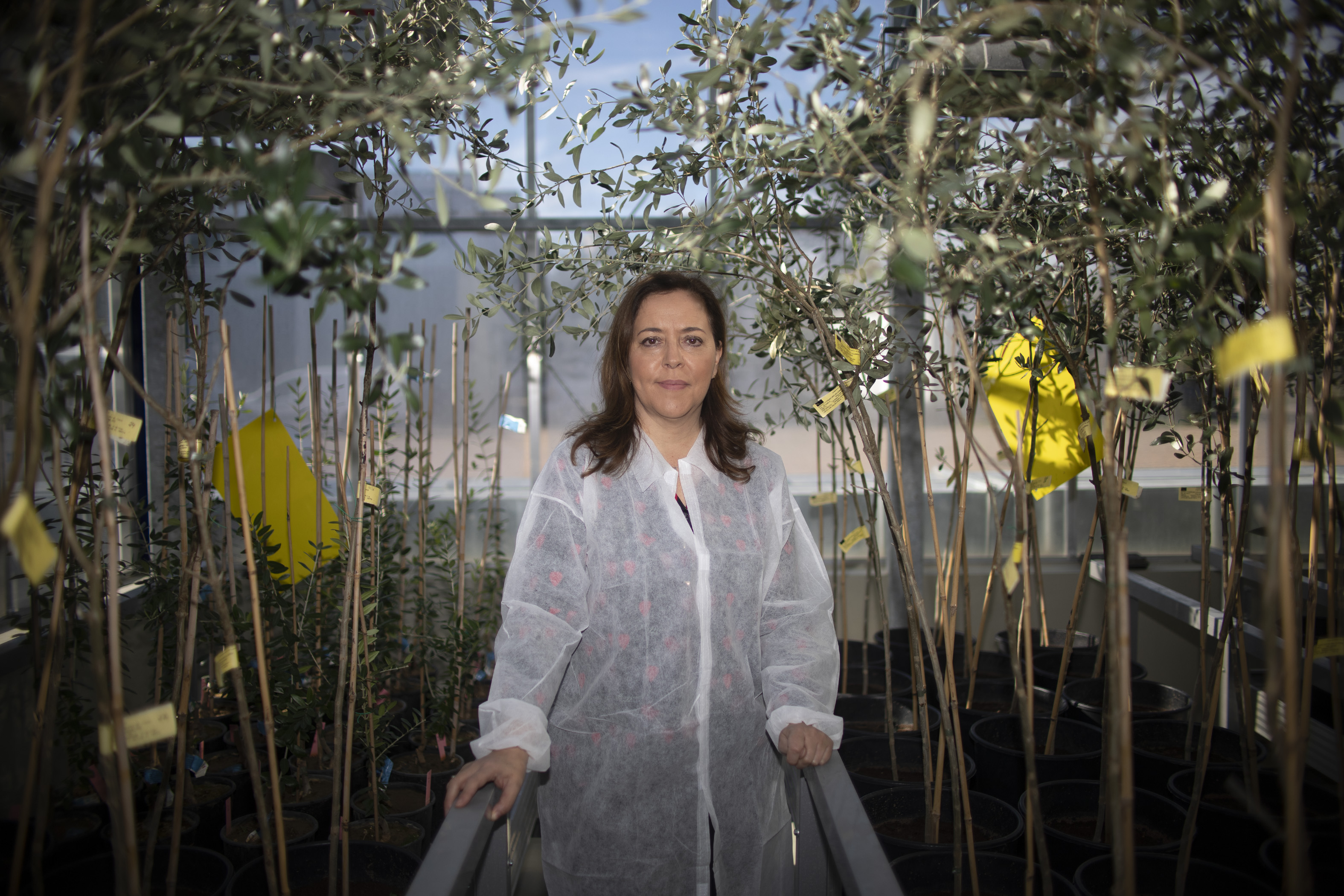 La ingeniera agrónoma Blanca Landa, en el invernadero de alta seguridad del Instituto de Agricultura Sostenible, en Córdoba.