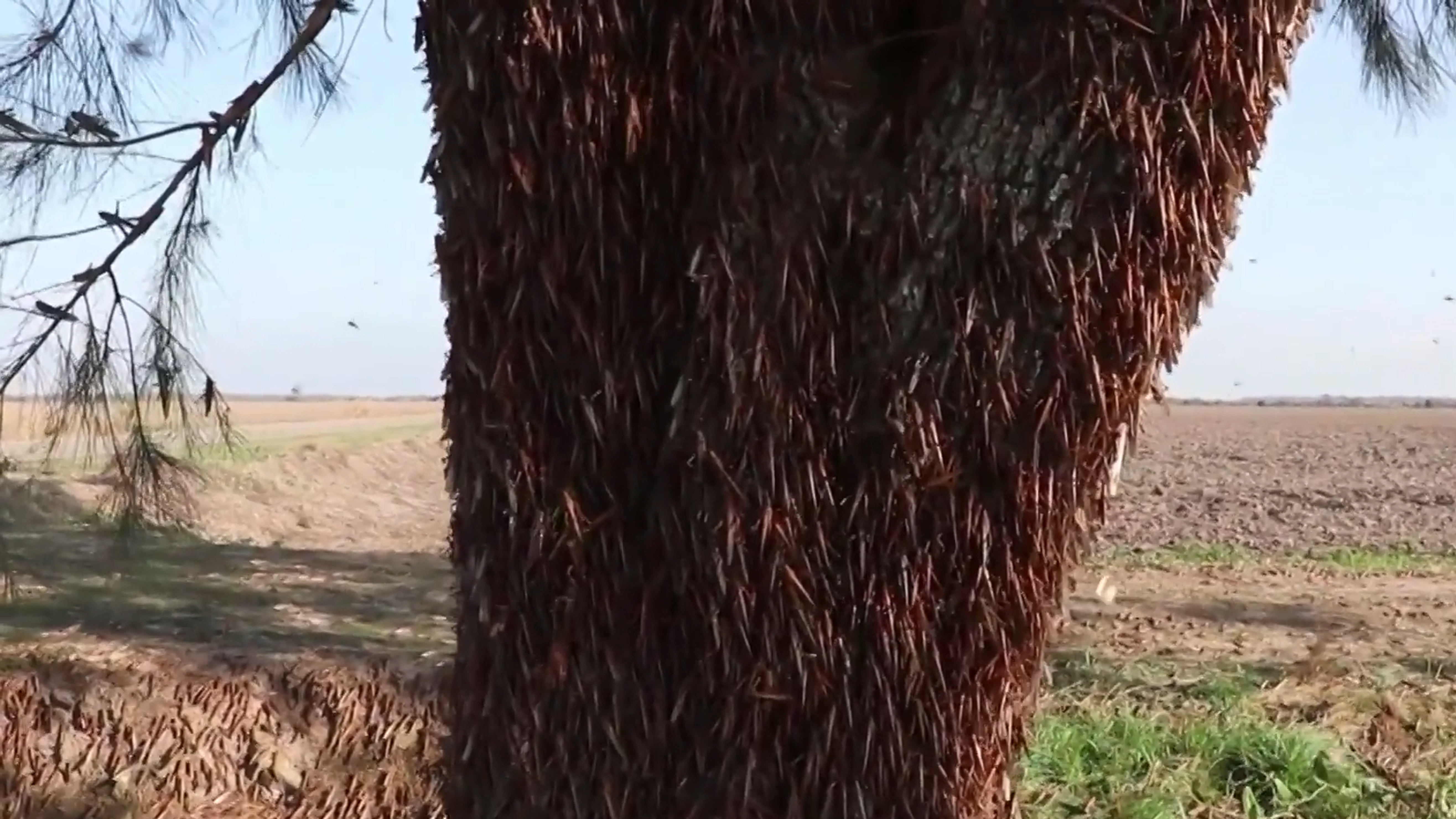 Una Plaga De Langostas Amenaza Las Cosechas Del Norte De Argentina Videos El Pais