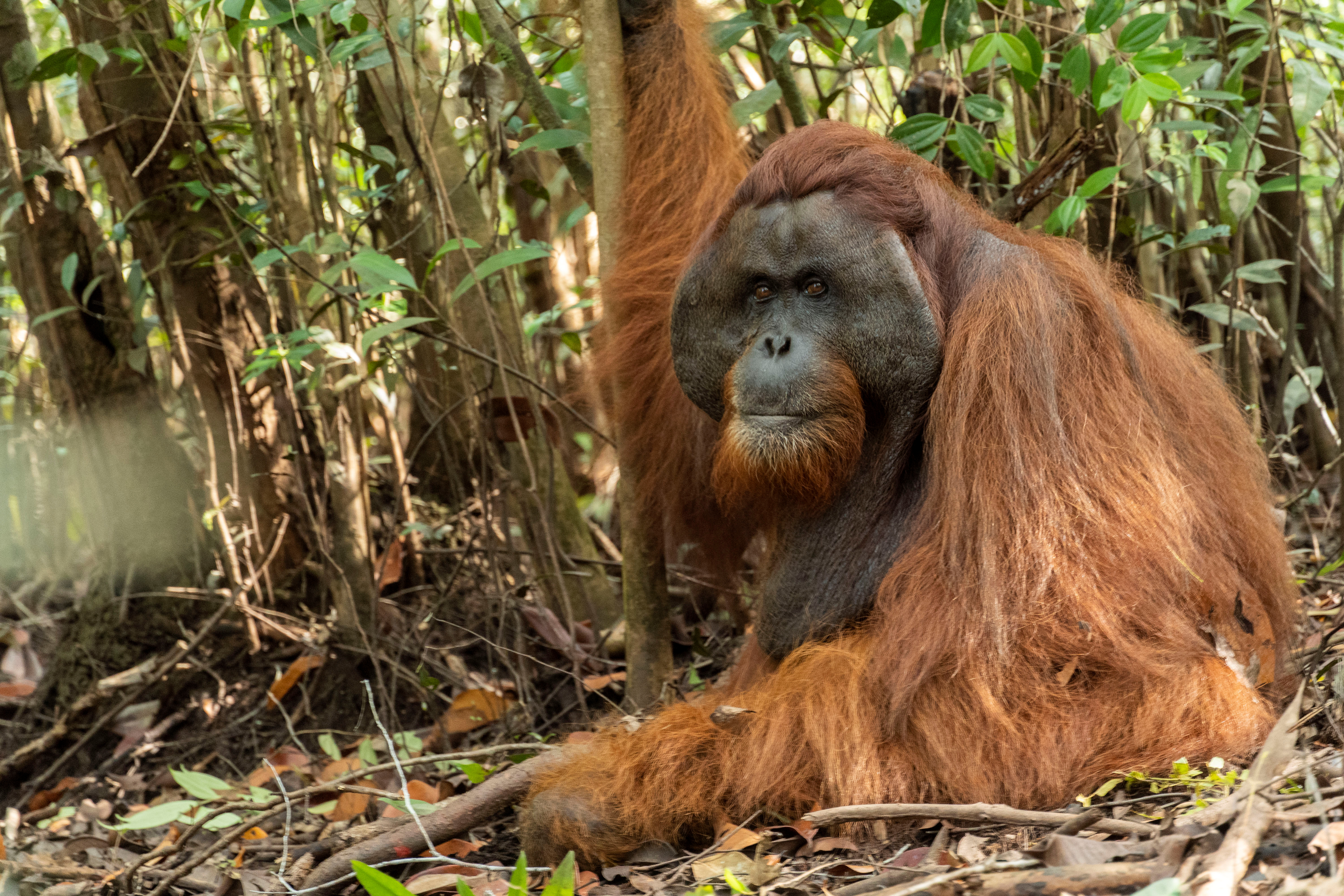 Factors influencing terrestriality in primates of the Americas and  Madagascar