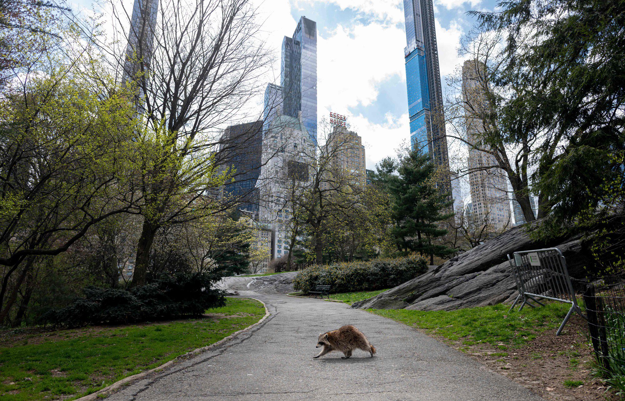Un mapache camina por un Central Park casi desierto en Manhattan el 16 de abril de 2020 en la ciudad de Nueva York. La imagen se reprodujo por aquellos países donde el confinamiento fue más estricto.
