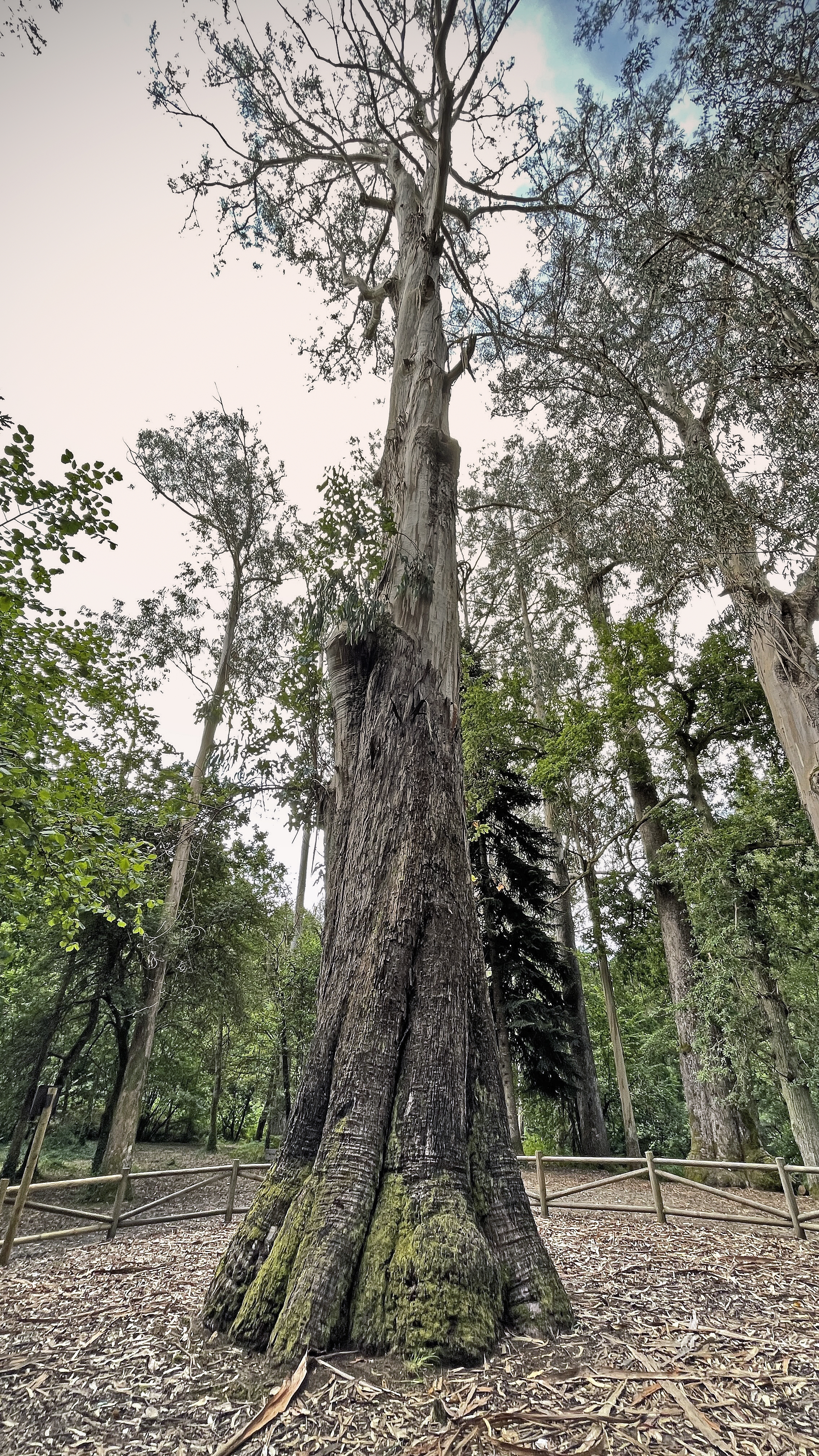 Lugo: Al encuentro de 'El Abuelo' en Chavín, el árbol más grande de España  | El Viajero | EL PAÍS