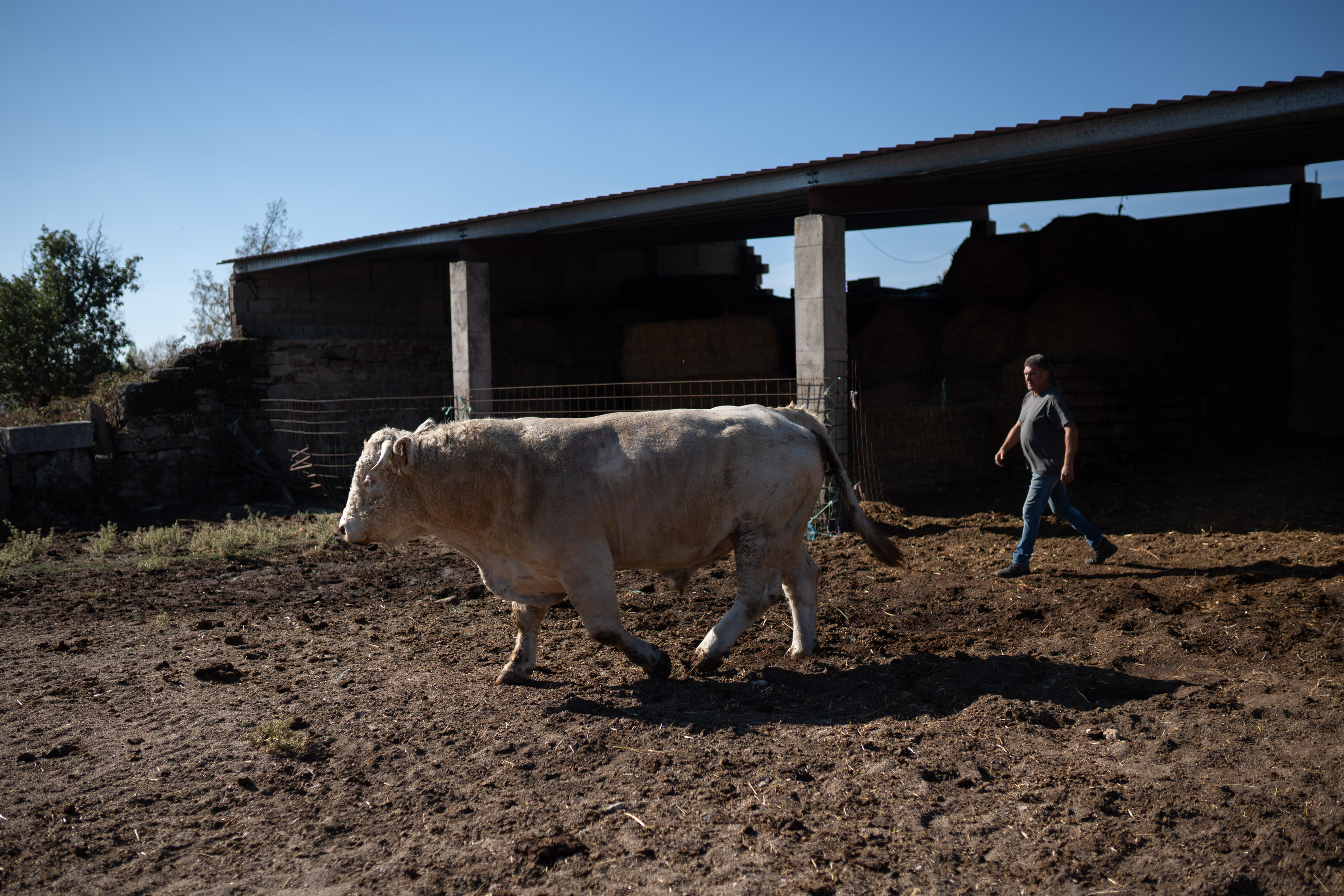 Enfermedad hemorrágica epizoótica: La “covid de las vacas” amenaza a las  ganaderías | Clima y Medio Ambiente | EL PAÍS