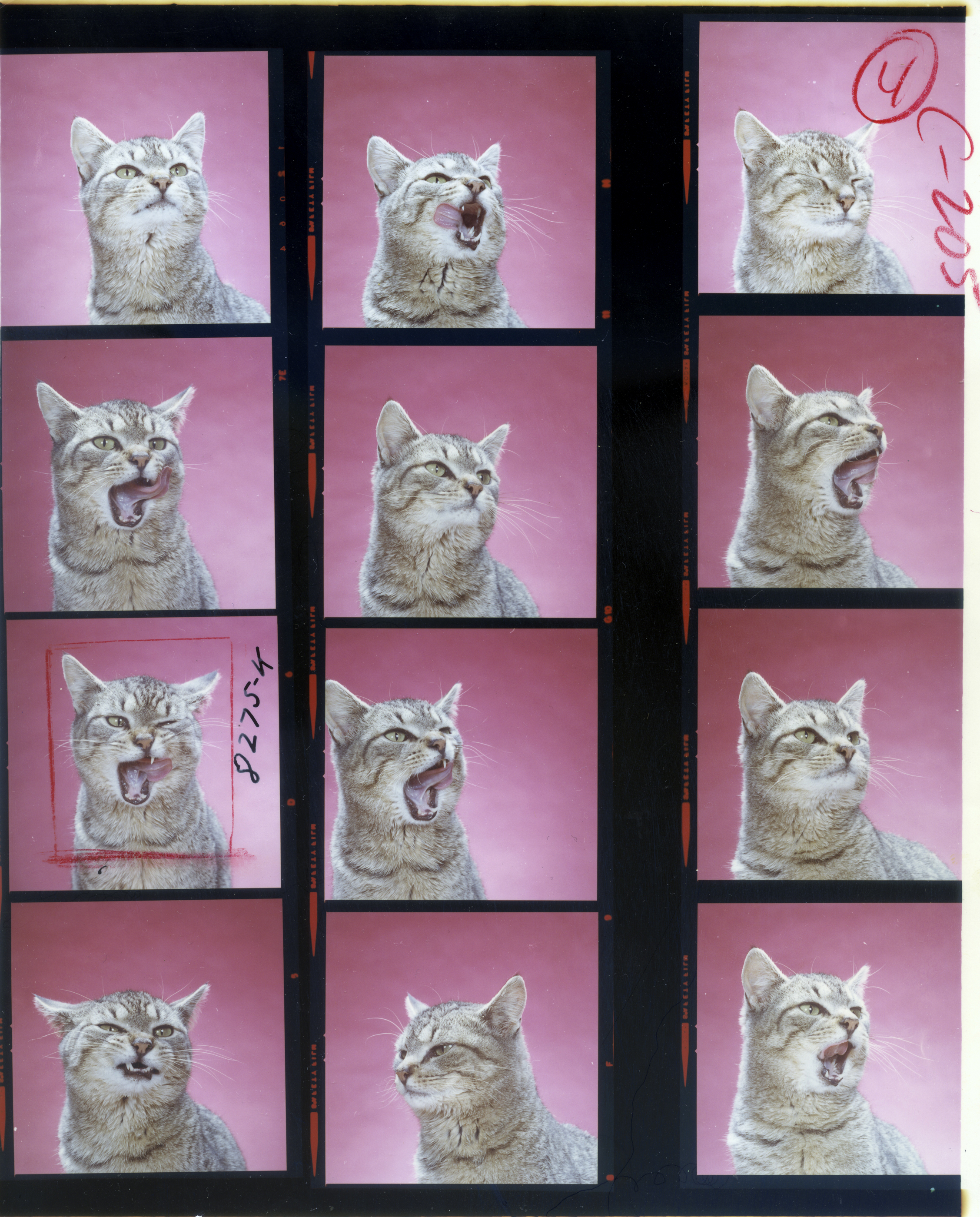 El poder del gato | EL PAÍS Semanal | EL PAÍS, image size:2255x2800