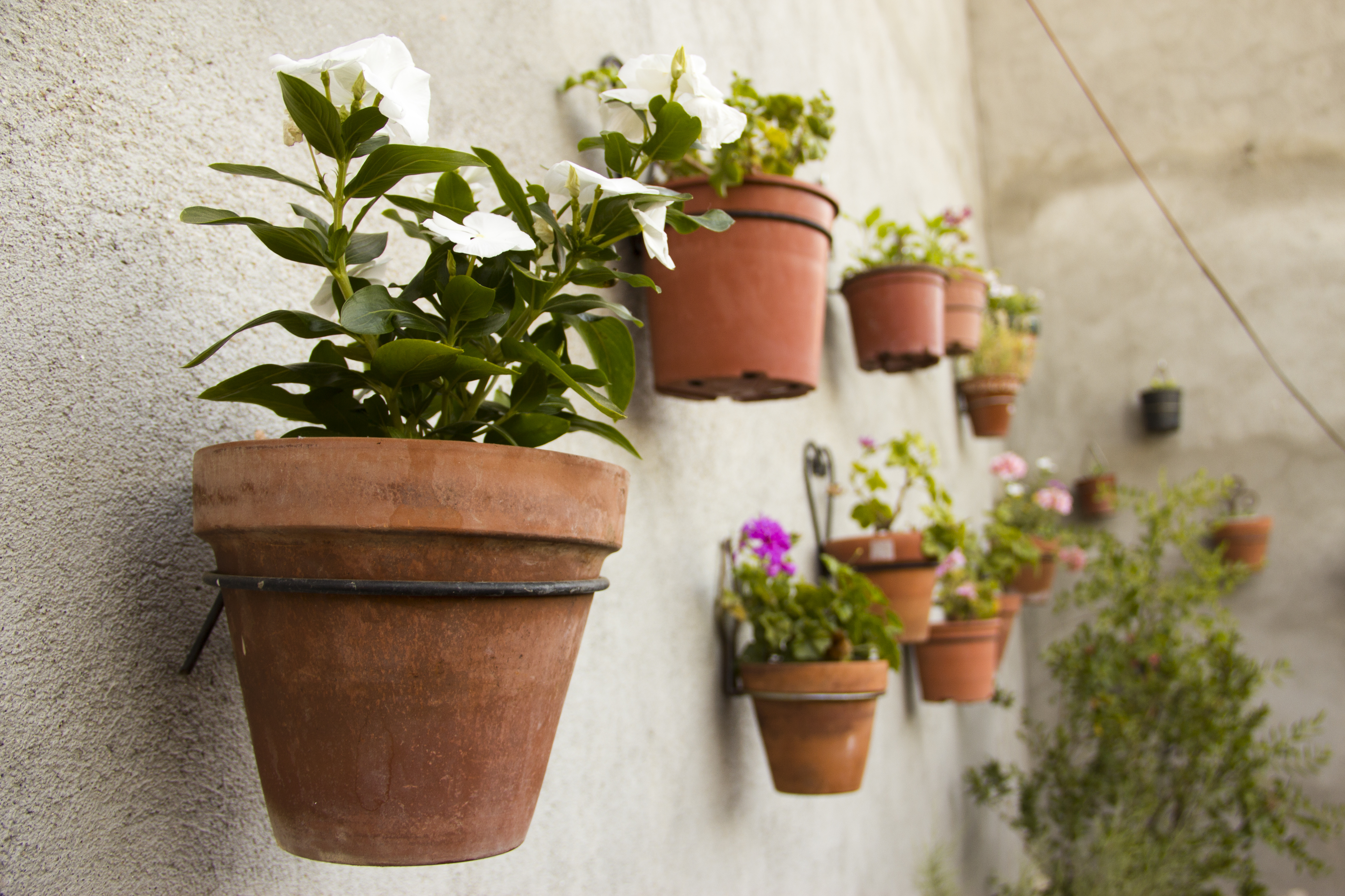 Guía de Cuidado para El Bonsái | PDF | Bonsai | Fertilizante, image size:5184x3456