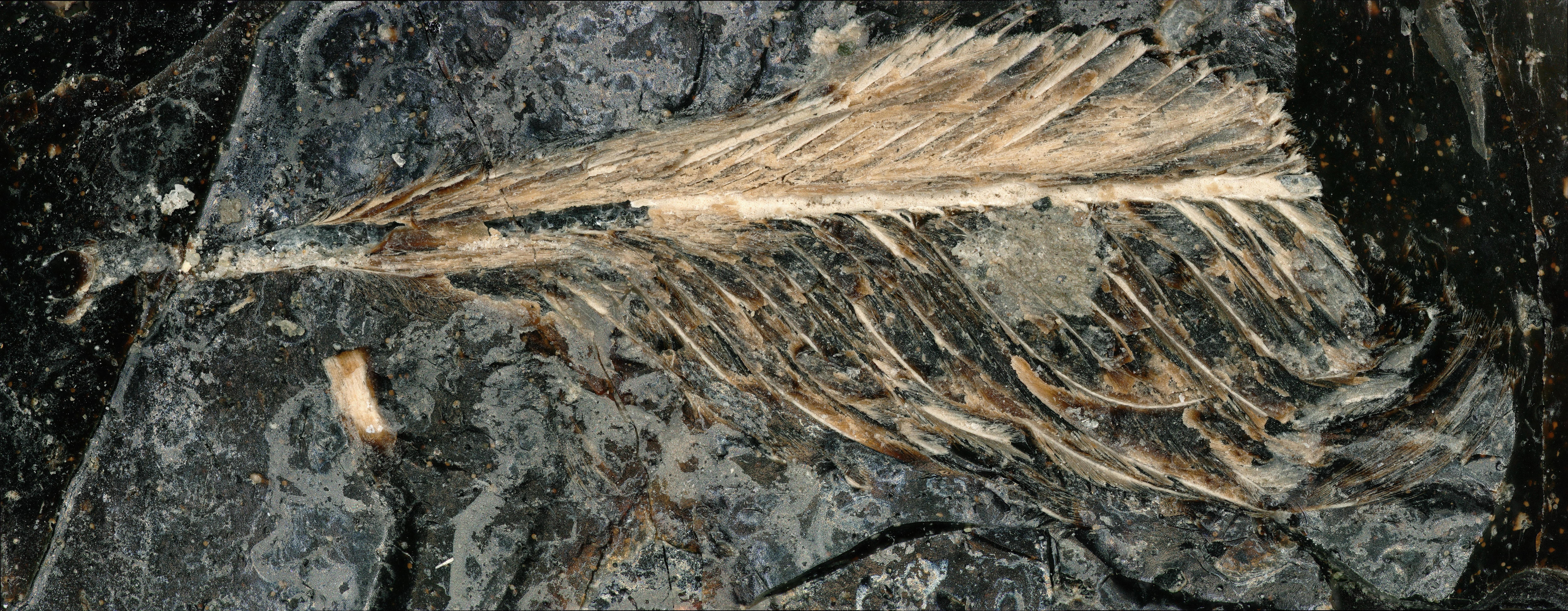 飛*鳥様 【希少】stone  feather weight lea Feather trapped in dinosaur droppings provides new clues about why