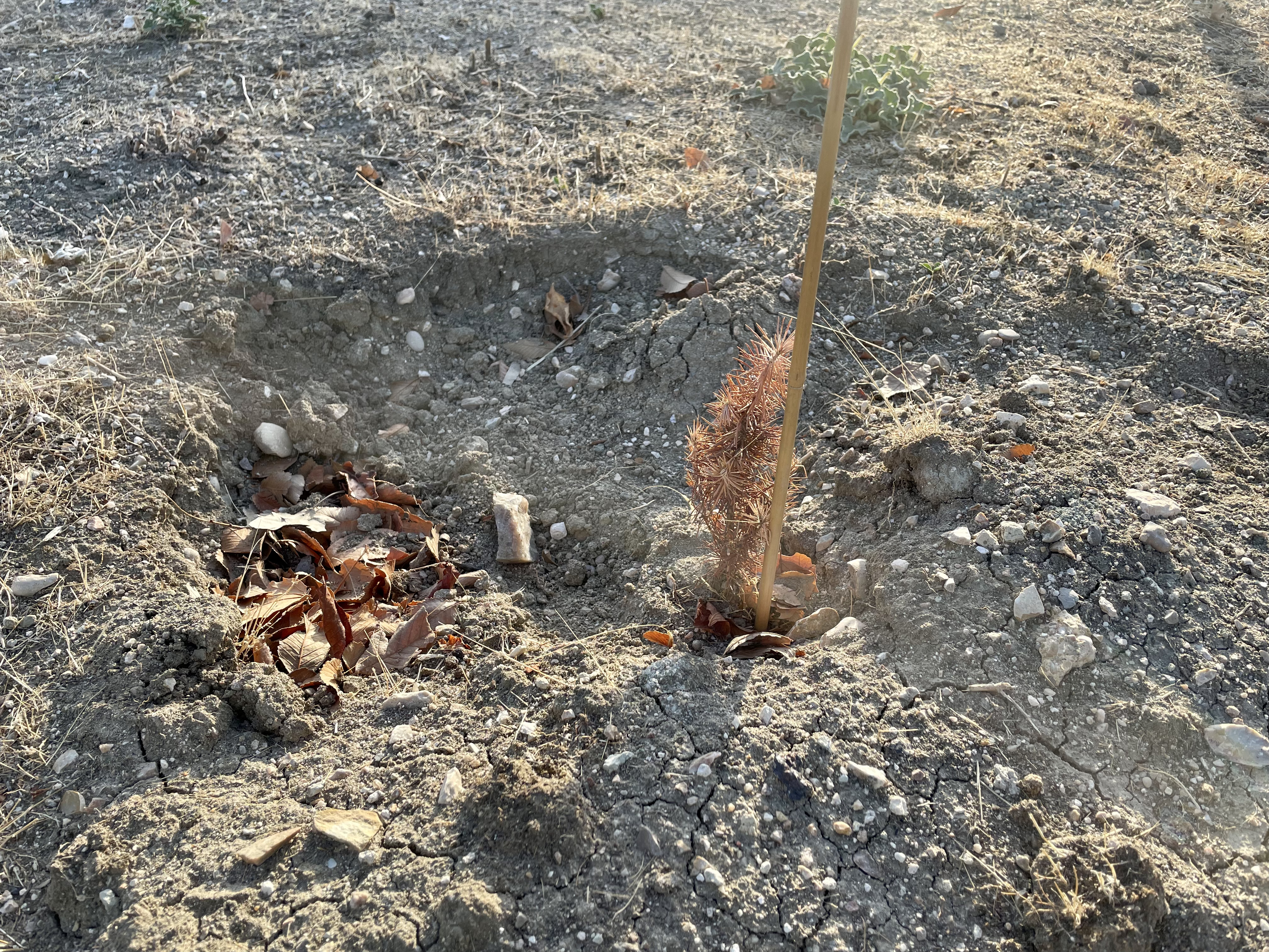 Cementerio de árboles: el 77% de los plantados por el Ayuntamiento en  Ensanche de Vallecas está muerto | Madrid | EL PAÍS