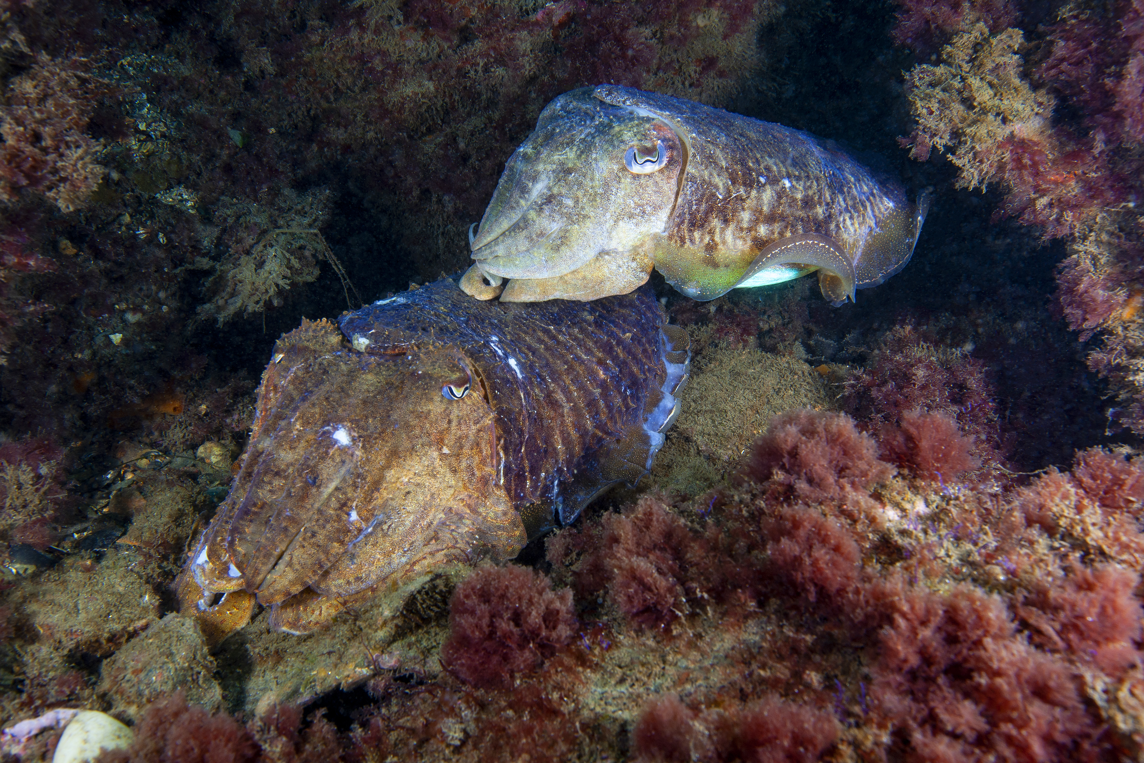 La poligamia de las aves, el adulterio de los calamares y otras estrategias  sexuales de los animales | Ciencia | EL PAÍS