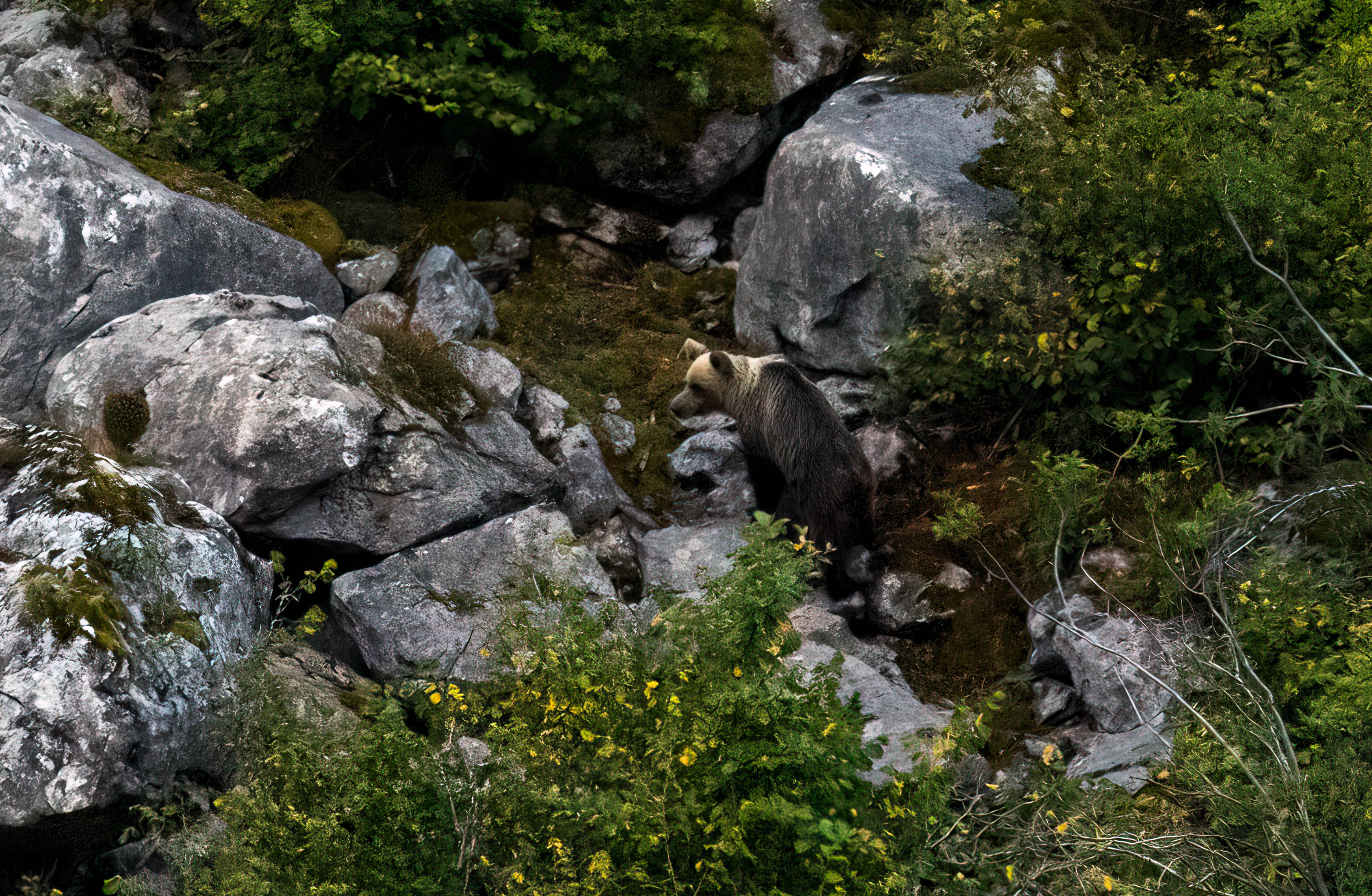 Hiking the wild highlands of Asturias, Spain's bear country