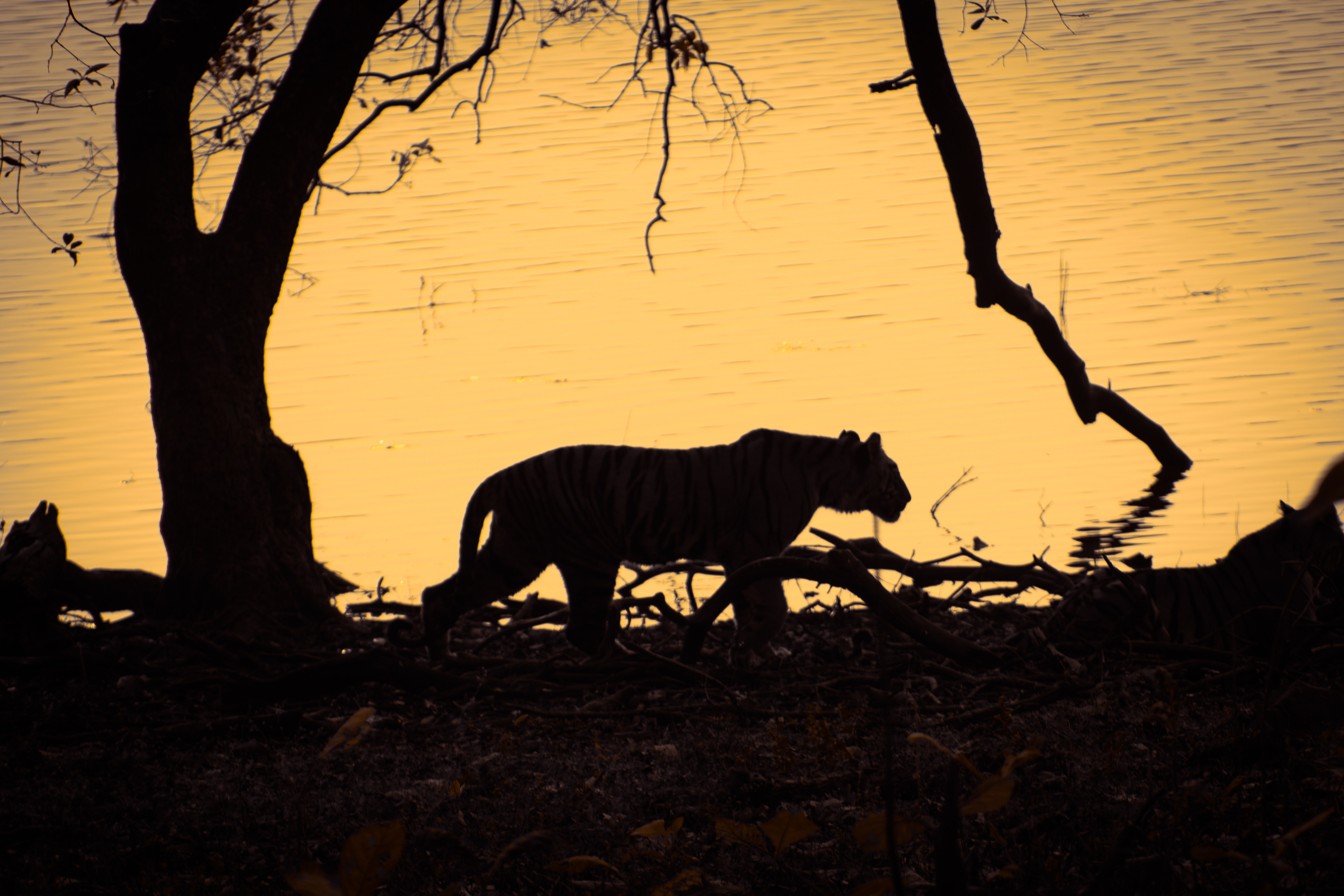 Donde rugen los tigres: un libro de un experto repasa la gran aventura de  los superdepredadores rayados y su historia cultural | Cultura | EL PAÍS