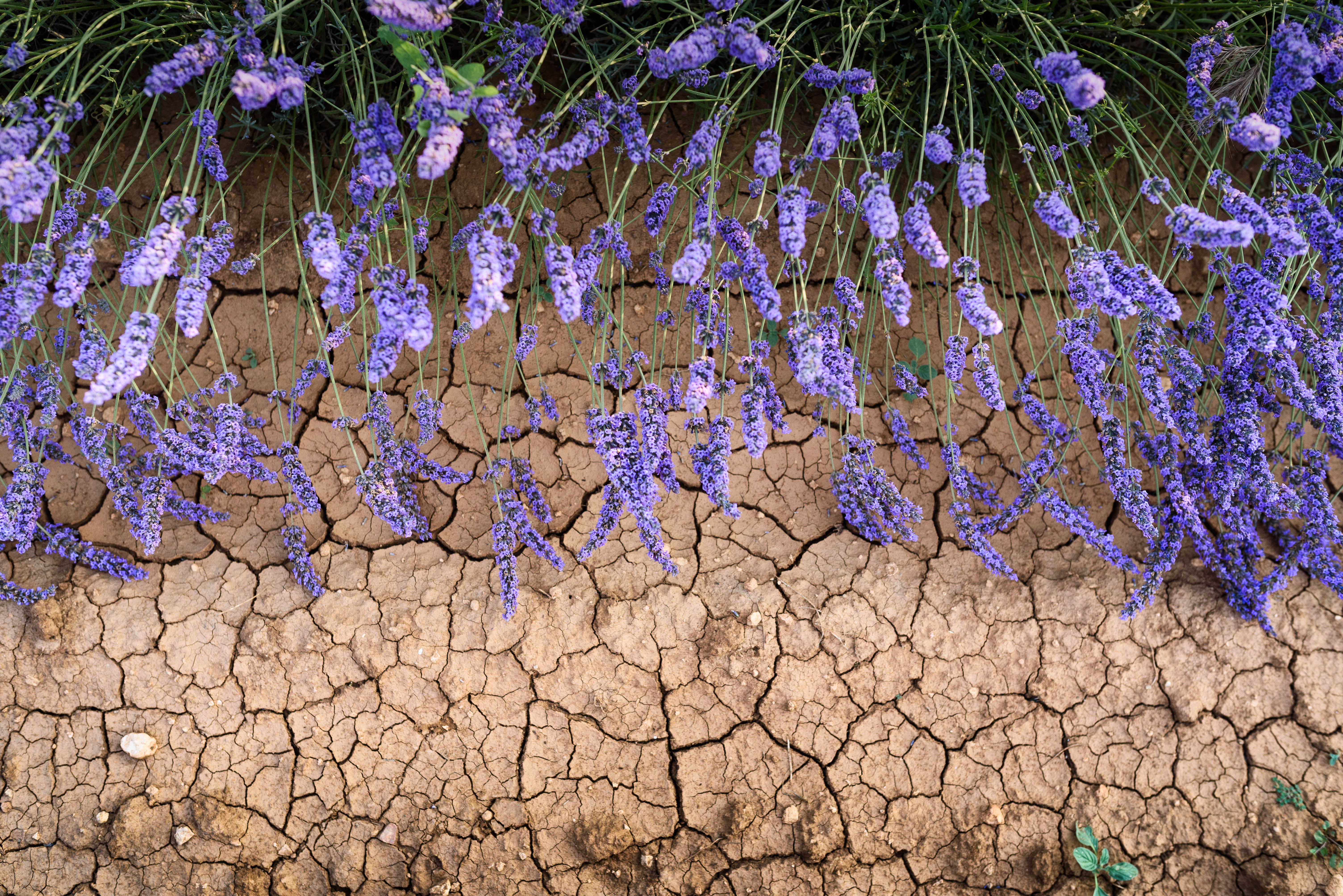 Flores de lavanda sobre suelos faltos de agua, el 30 de junio en Brihuega (Guadalajara). 