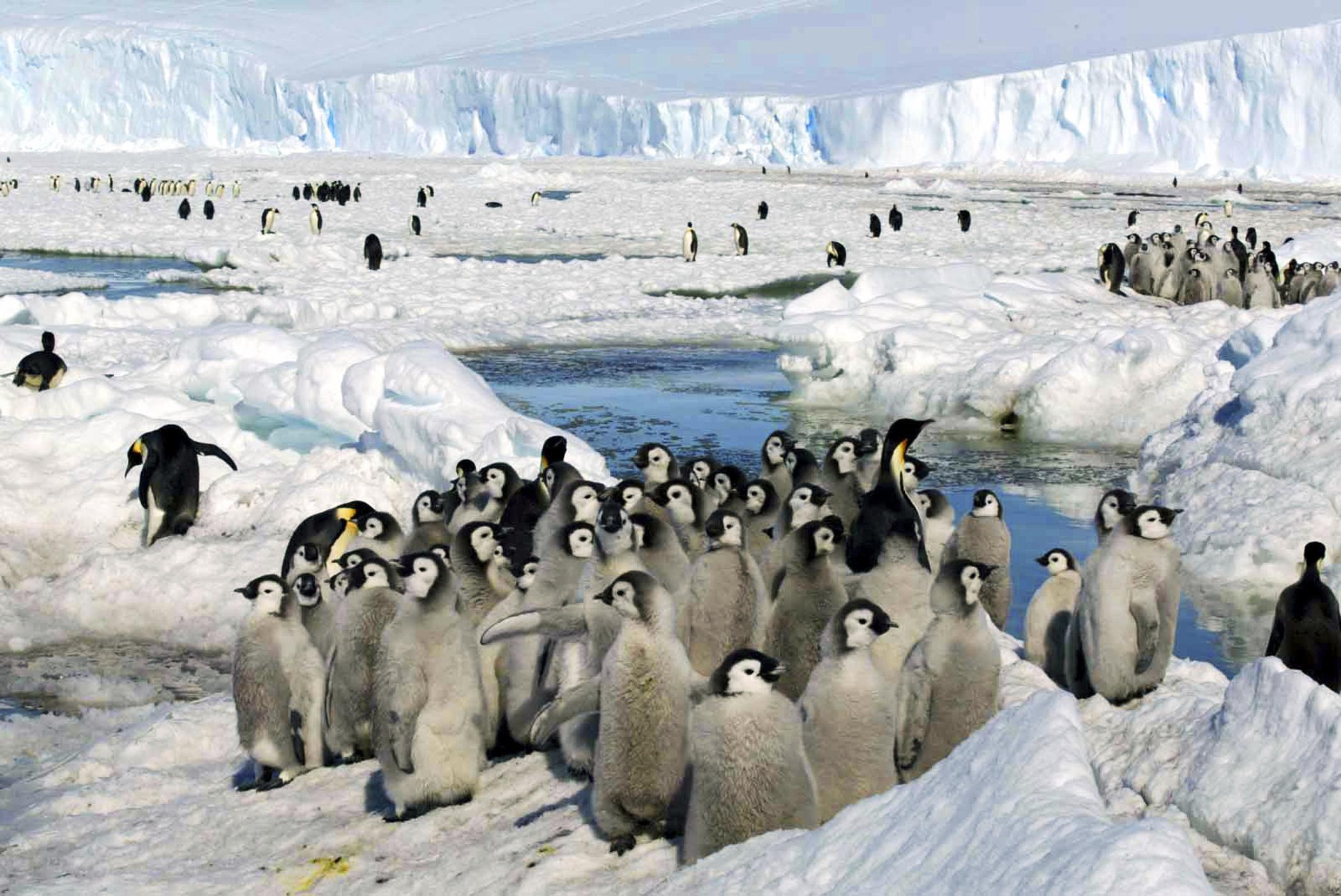 Unos polluelos de pingüino emperador, en la Antártida el 21 en 2005.