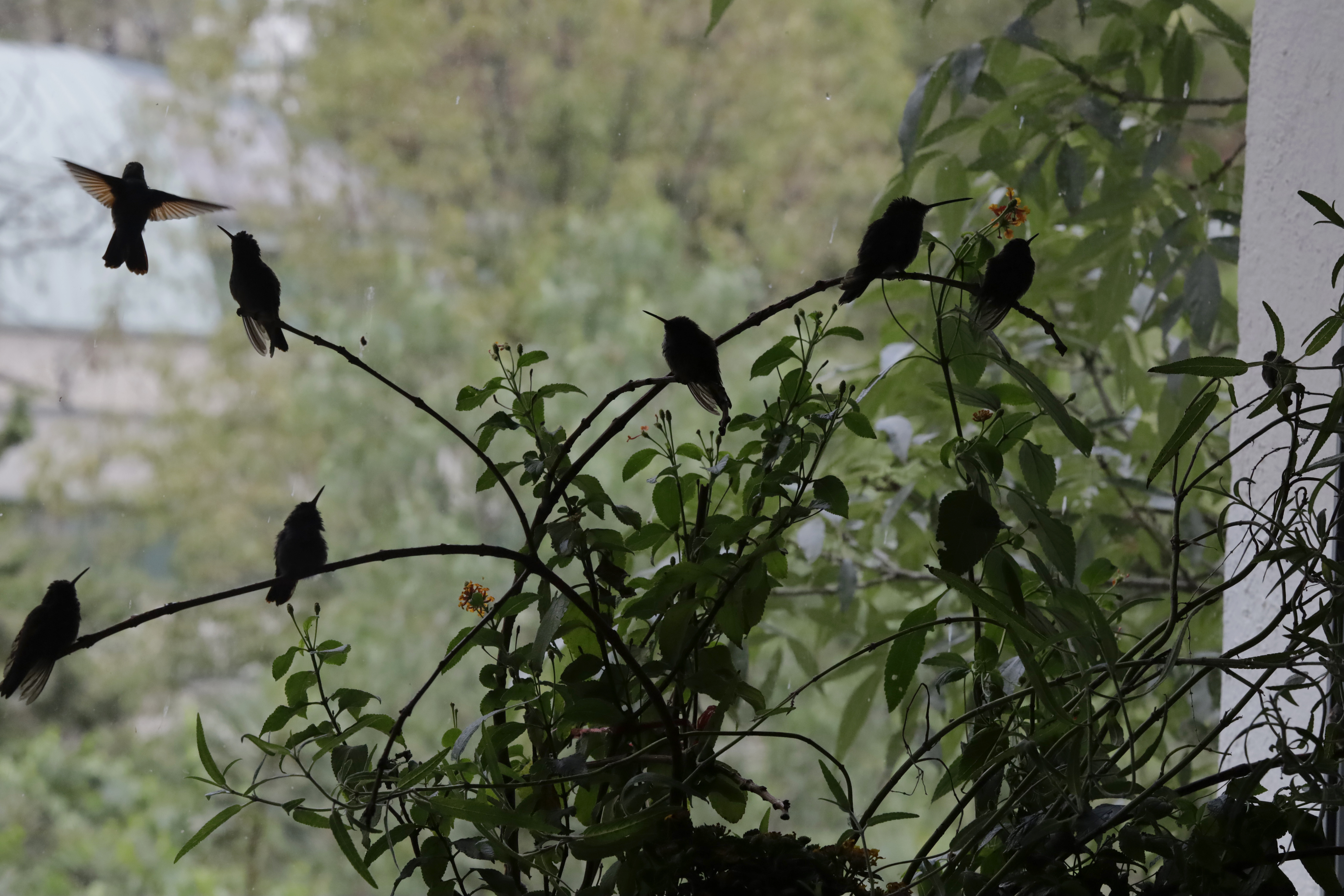 Are Hummingbirds Endangered Of Extinction