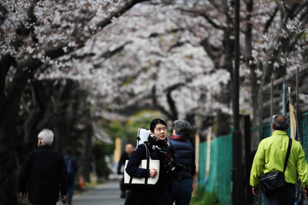 Hanami, la mística tradición japonesa de admirar los cerezos en flor  durante la primavera - National Geographic en Español