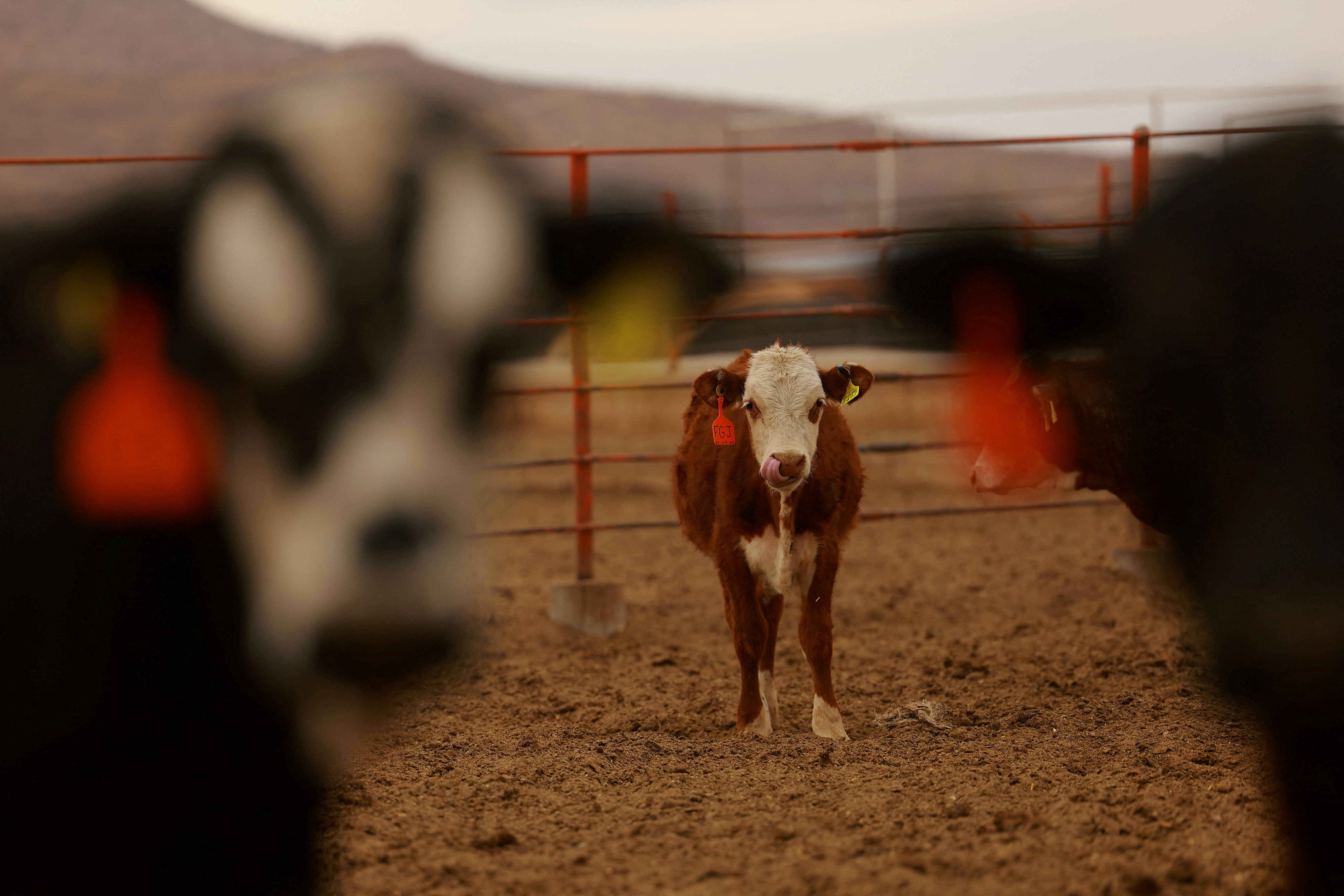 La crisis del gusano barrenador reconfigura a la industria ganadera en México | EL PAÍS México