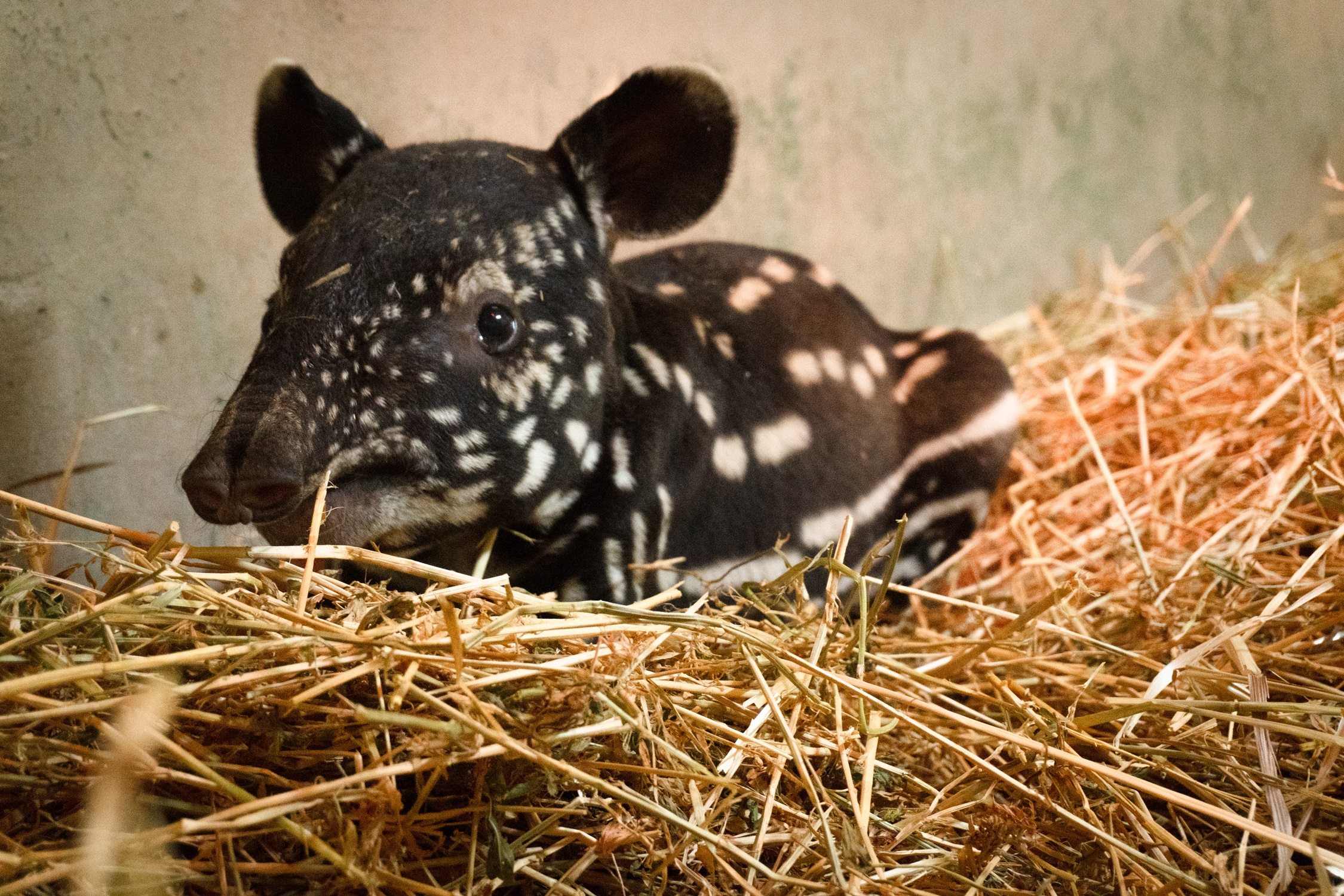 Bioparc Fuengirola: Spain's first Malayan tapir is born in captivity |  Science | EL PAÍS English, image size:2250x1500