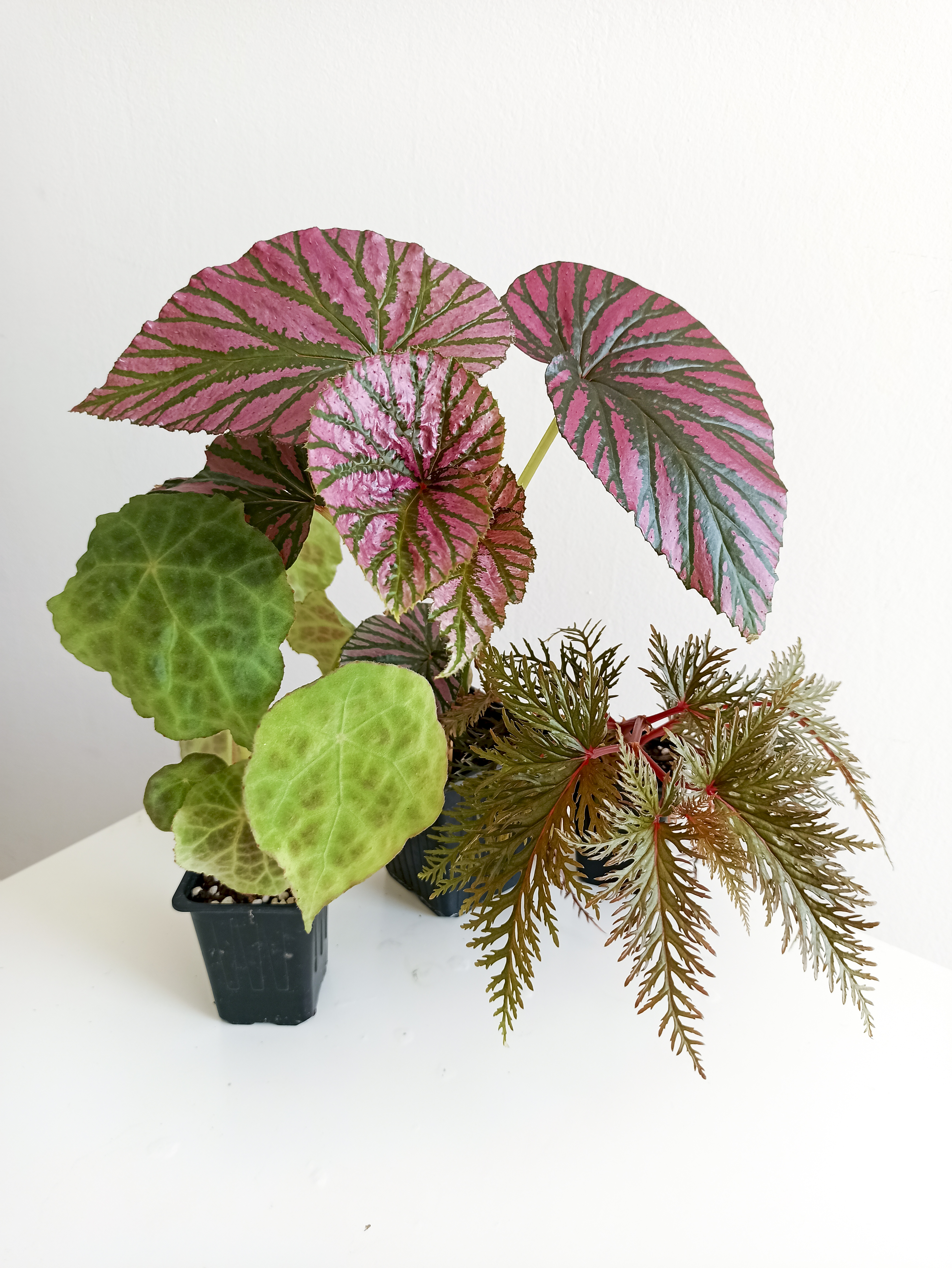 Begonias, las plantas con las hojas pintadas que Darth Vader tendría en  casa | Estilo de vida | EL PAÍS