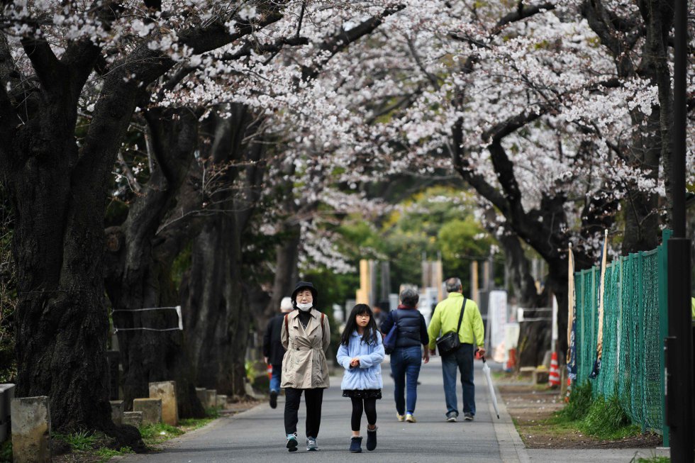 Hanami, la mística tradición japonesa de admirar los cerezos en flor  durante la primavera - National Geographic en Español