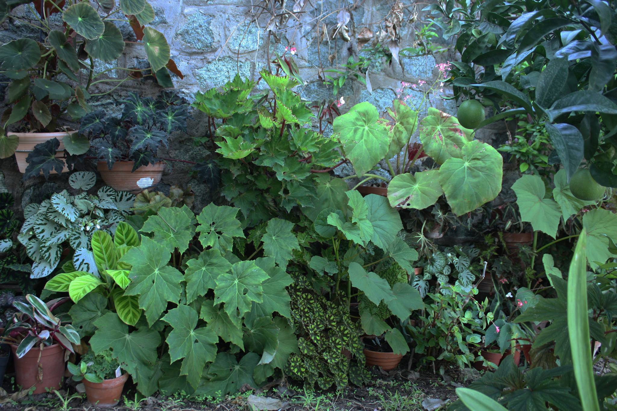Begonias, las plantas con las hojas pintadas que Darth Vader tendría en  casa | Estilo de vida | EL PAÍS