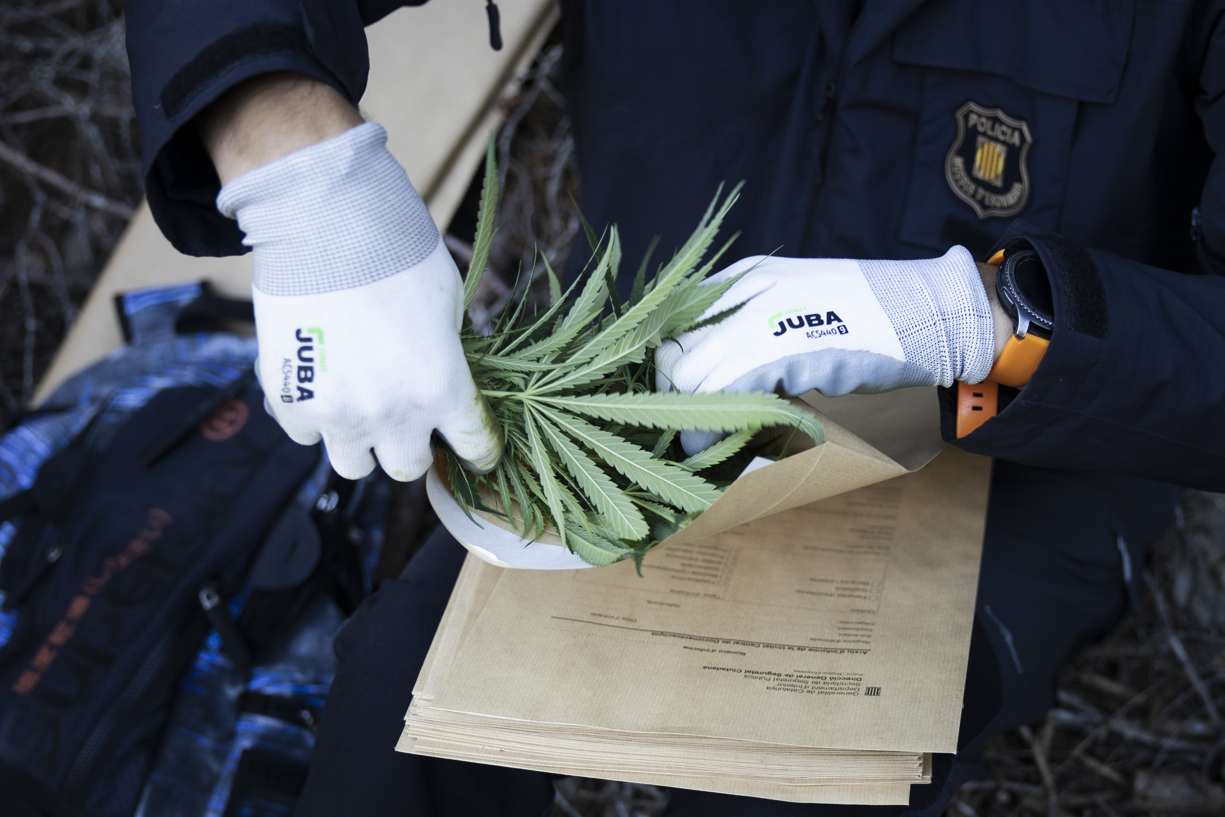 Un tribunal de Murcia pone topes al cultivo de marihuana para autoconsumo