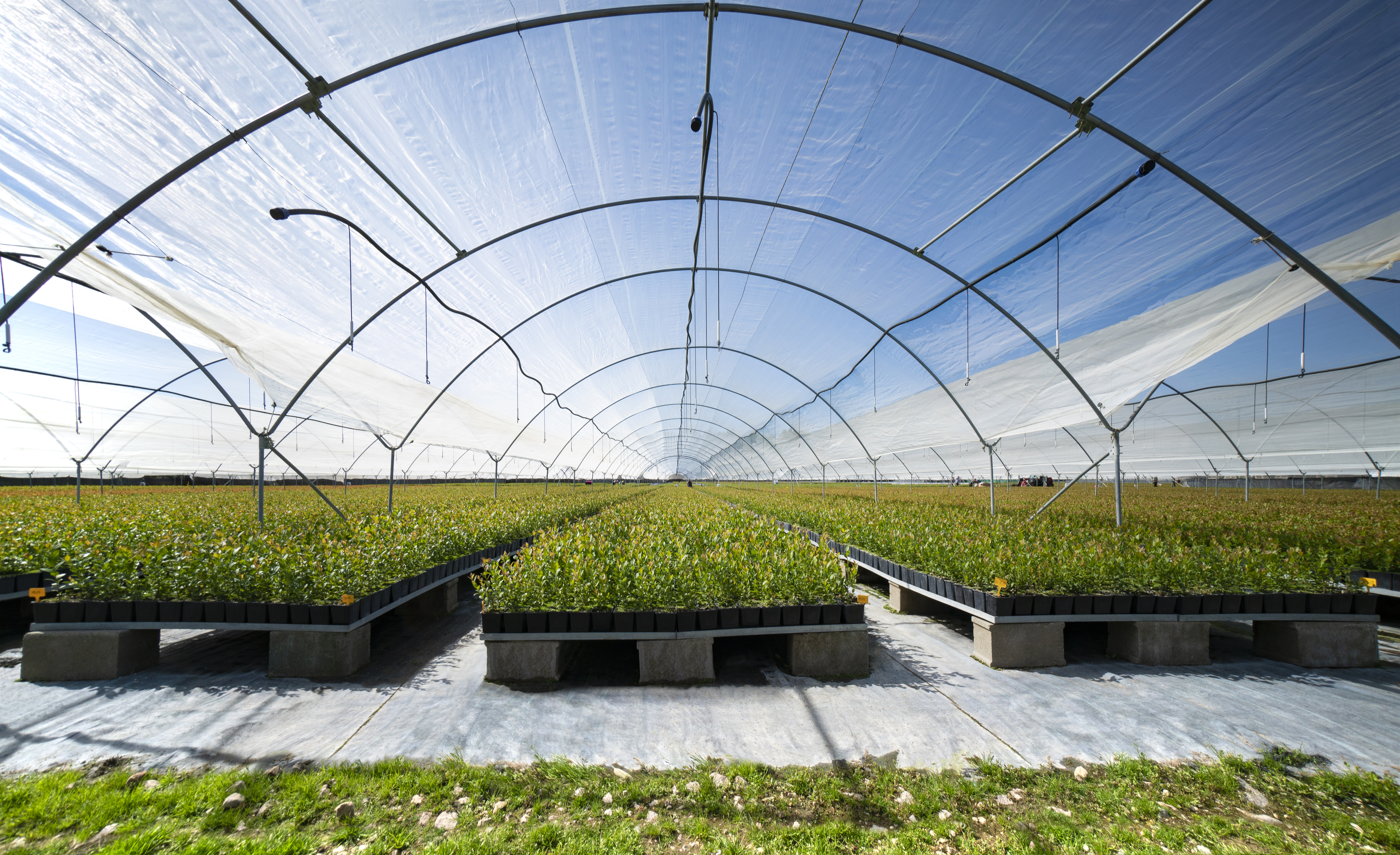 El rey de los frutos rojos busca dueño