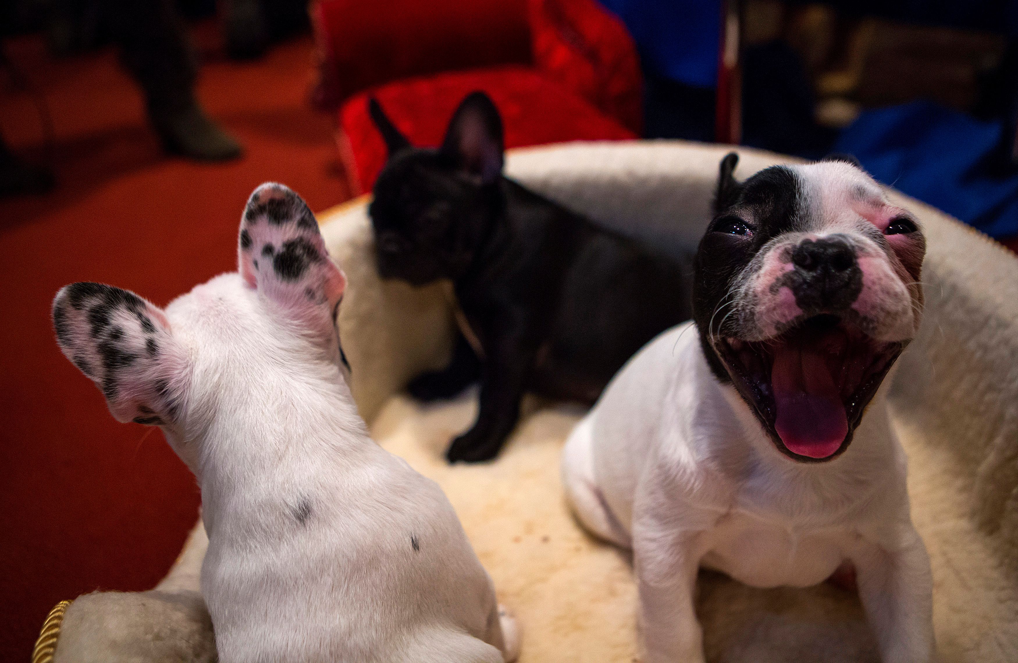 Doggy capitalism: How the French bulldog's popularity exposes the