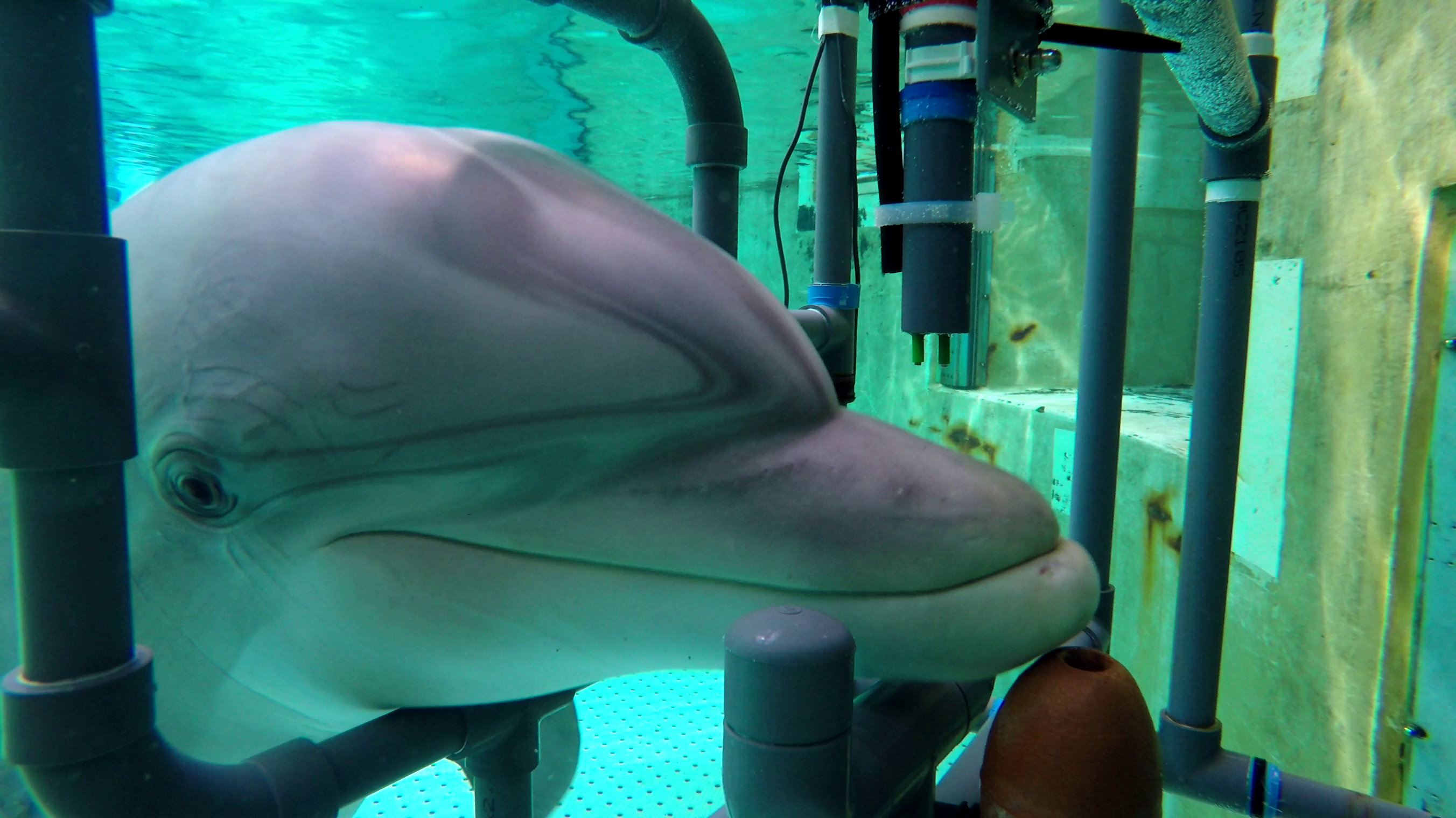 Los delfines mulares tienen un séptimo sentido: sienten la electricidad |  Ciencia | EL PAÍS, image size:2704x1520