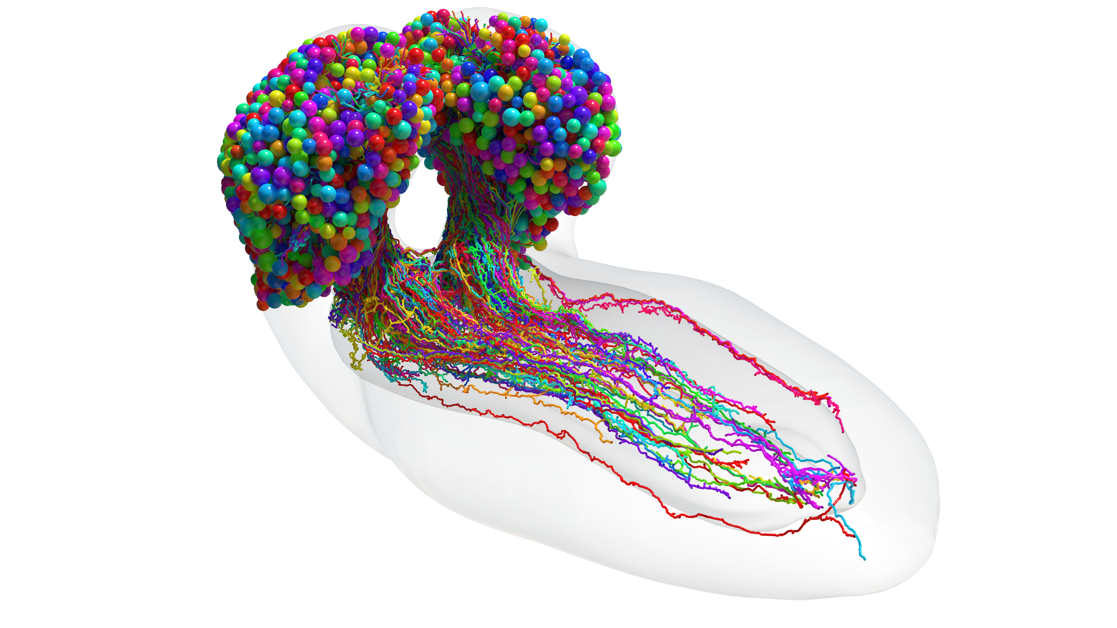 Mapa del cerebro de la larva de la mosca de la fruta, con 3.016 neuronas y más de medio millón de conexiones.