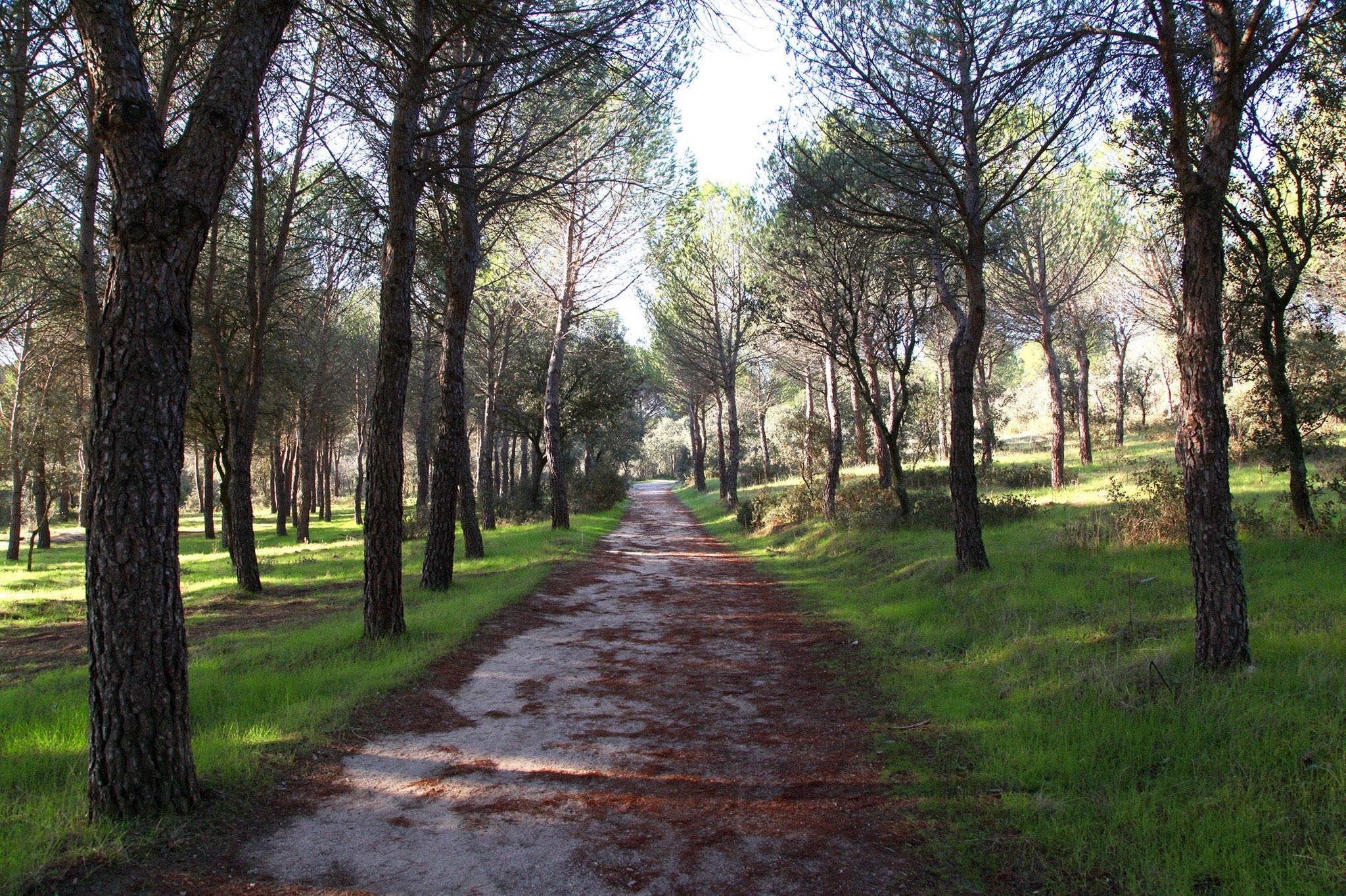 Una zona verde de la localidad de Alcobendas.