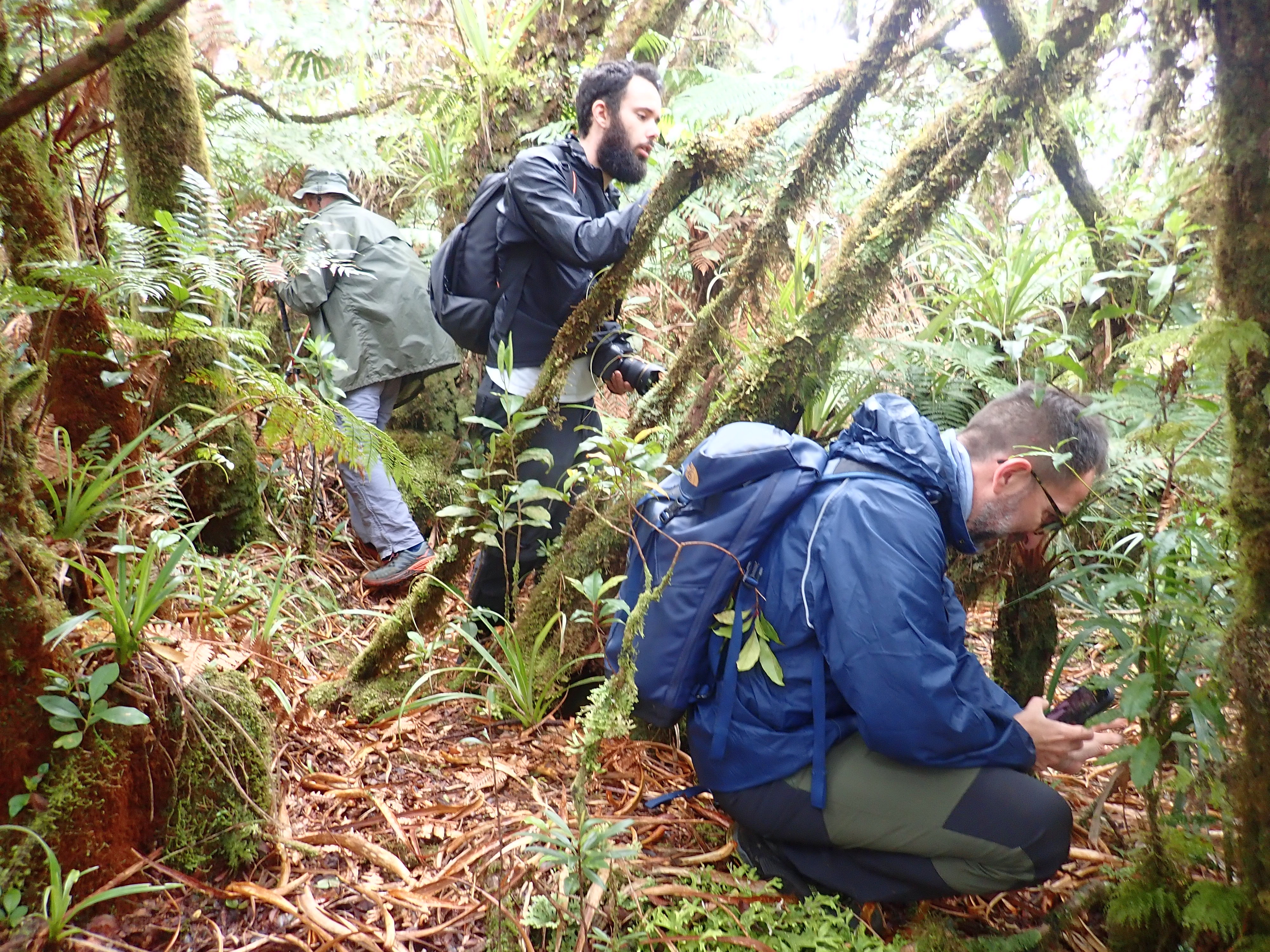 The largest genome on the planet is found in a small fern | Science | EL  PAÍS English