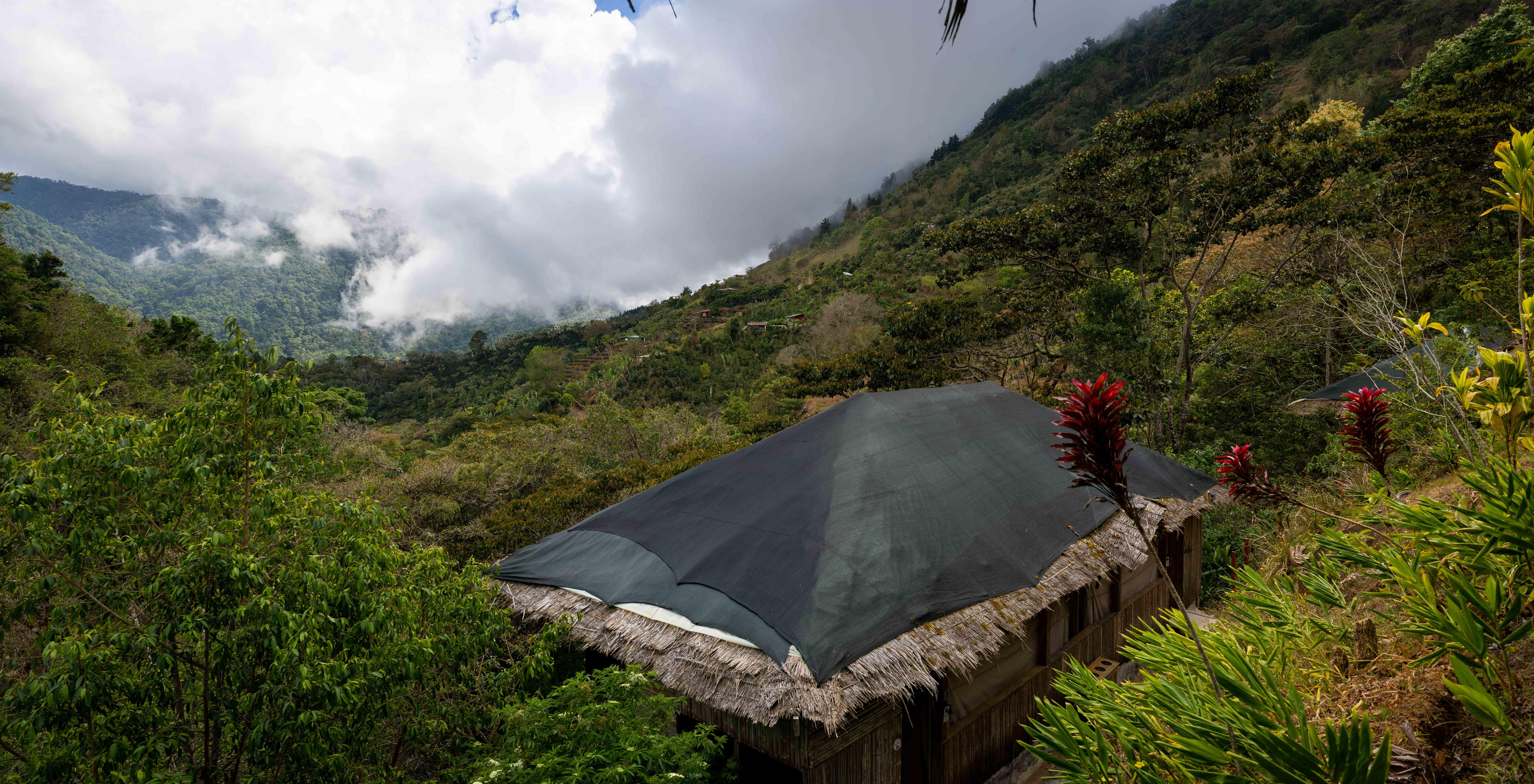 Convertir un cafetal en un bosque con café, un sueño premiado en las  montañas de Costa Rica | América Futura | EL PAÍS América