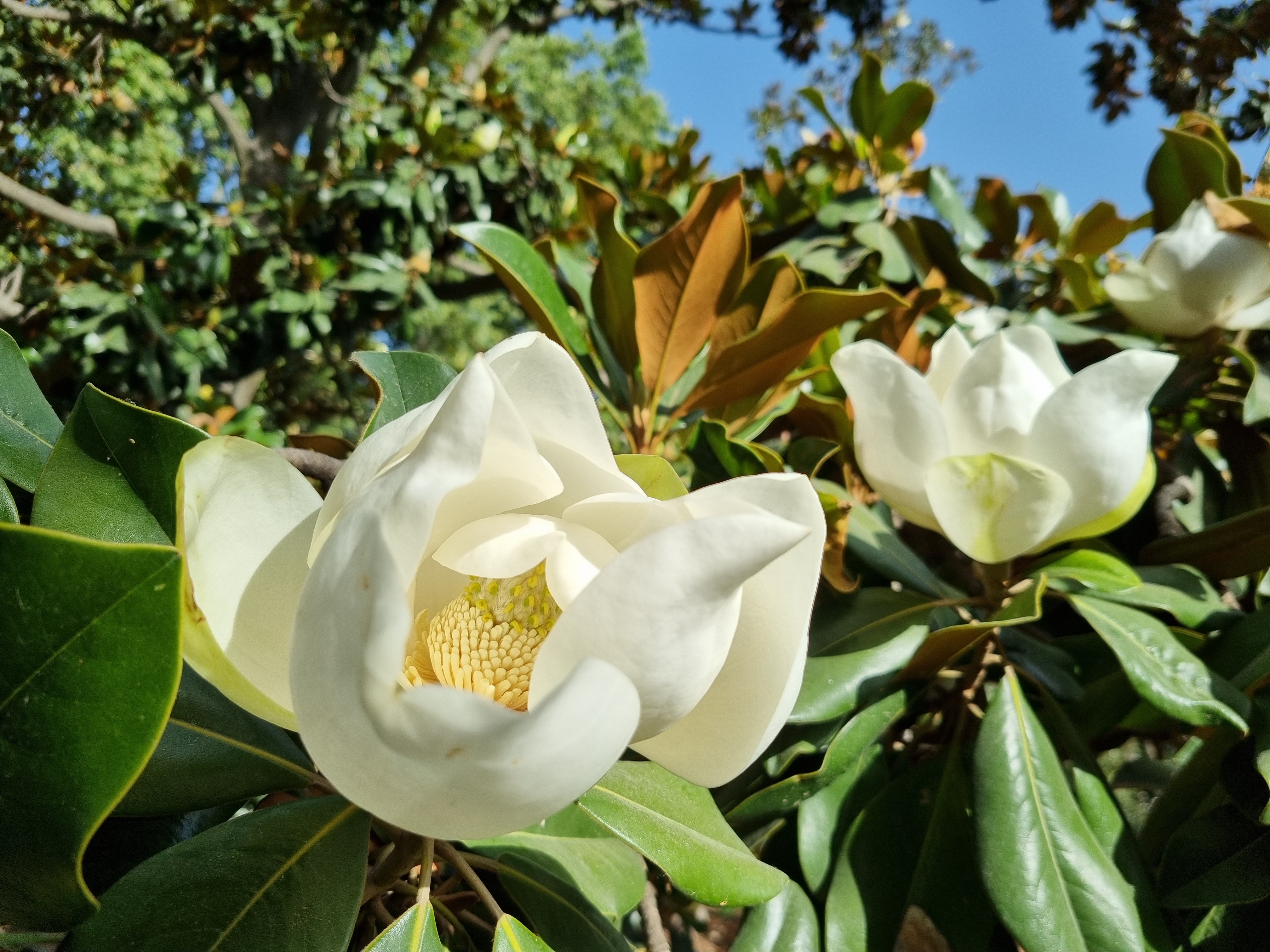 Flores de magnolia en el parque de El Retiro.