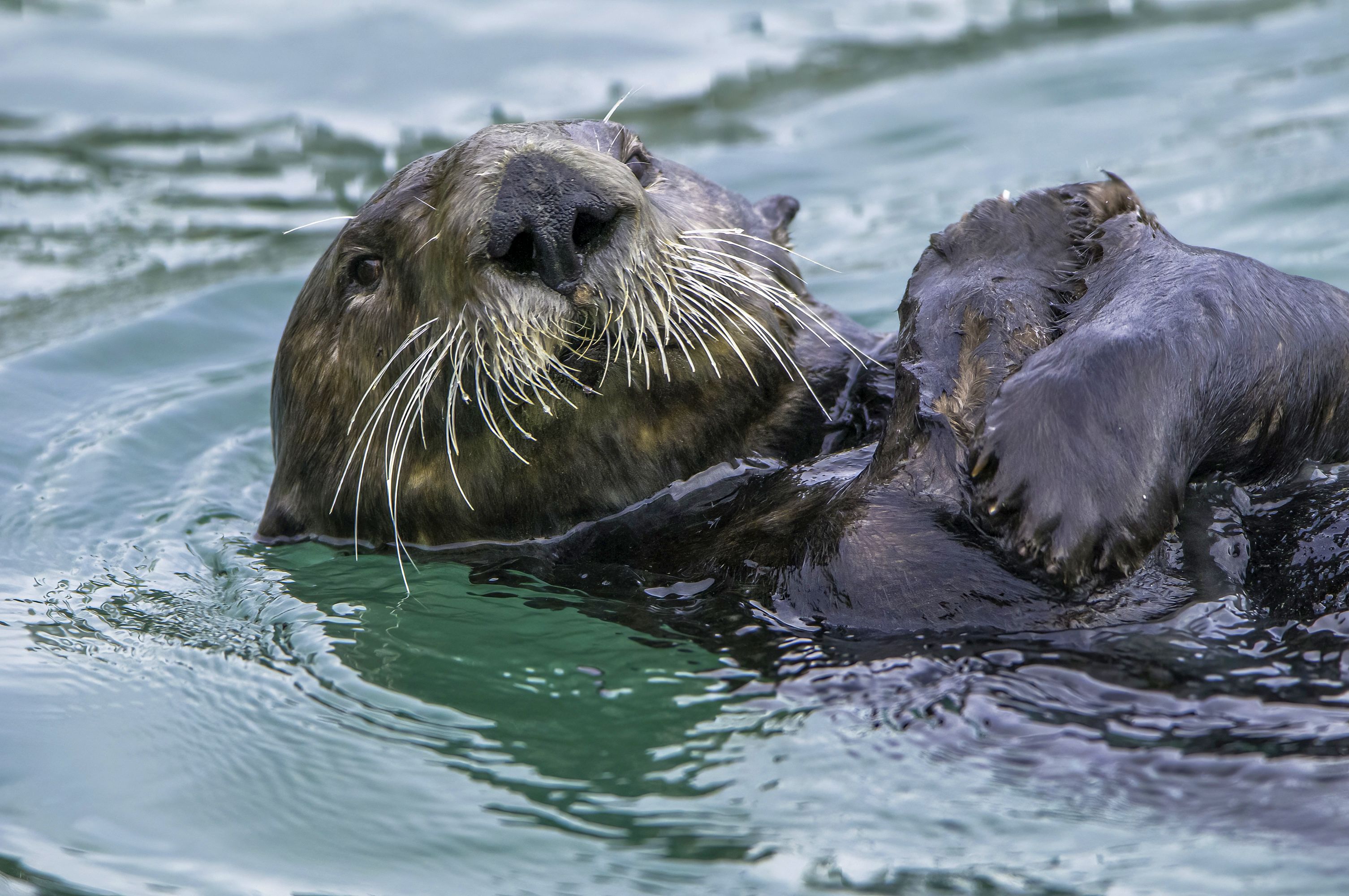 The genome of the endangered sea otter has now been fully decoded.