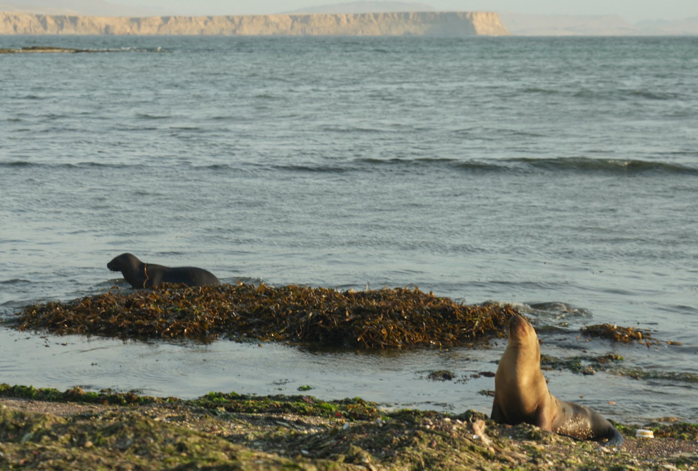 What to know about the sick and dying sea lions washing ashore in