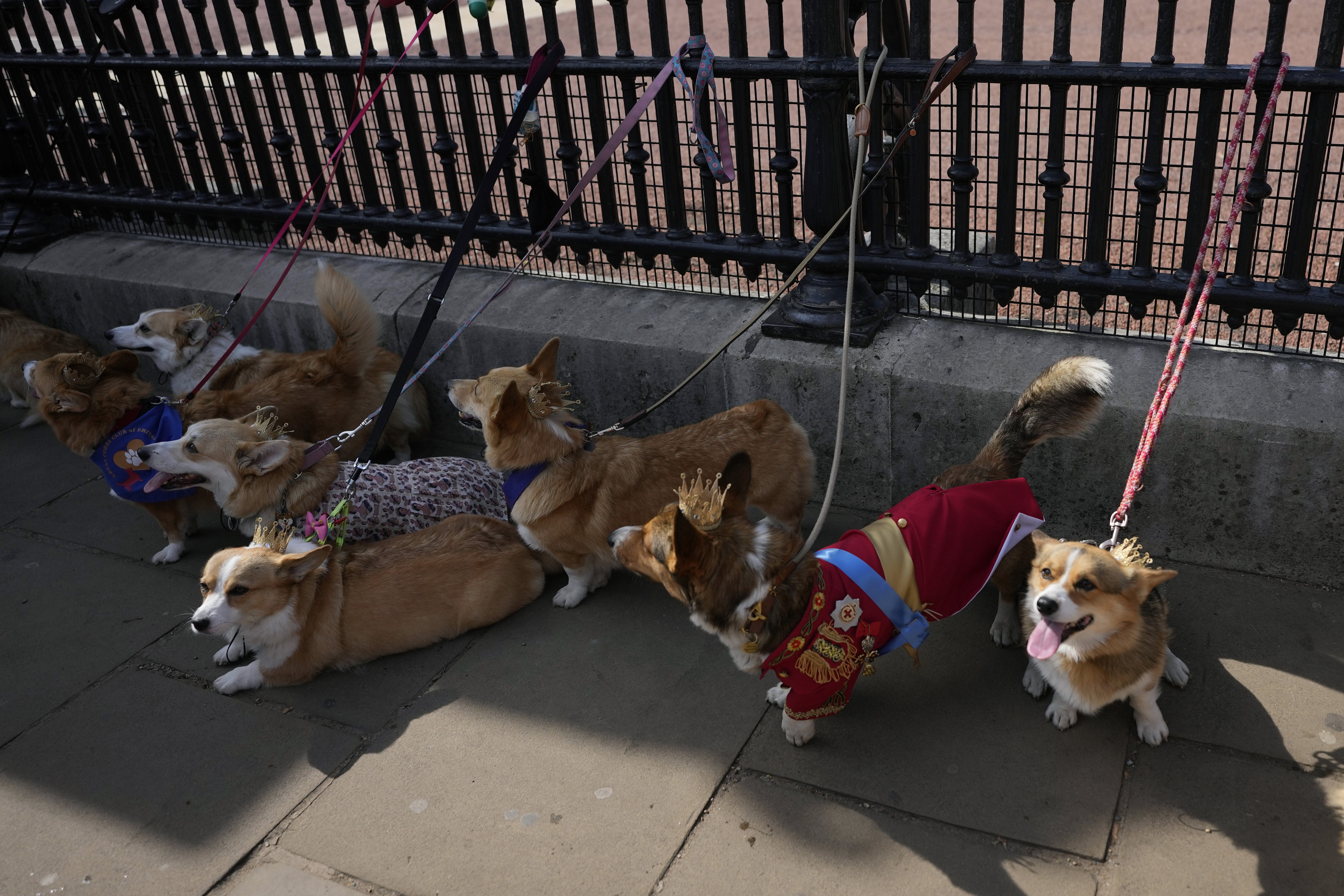 In London, a Corgi Parade Offers a Heartfelt Tribute to the Queen