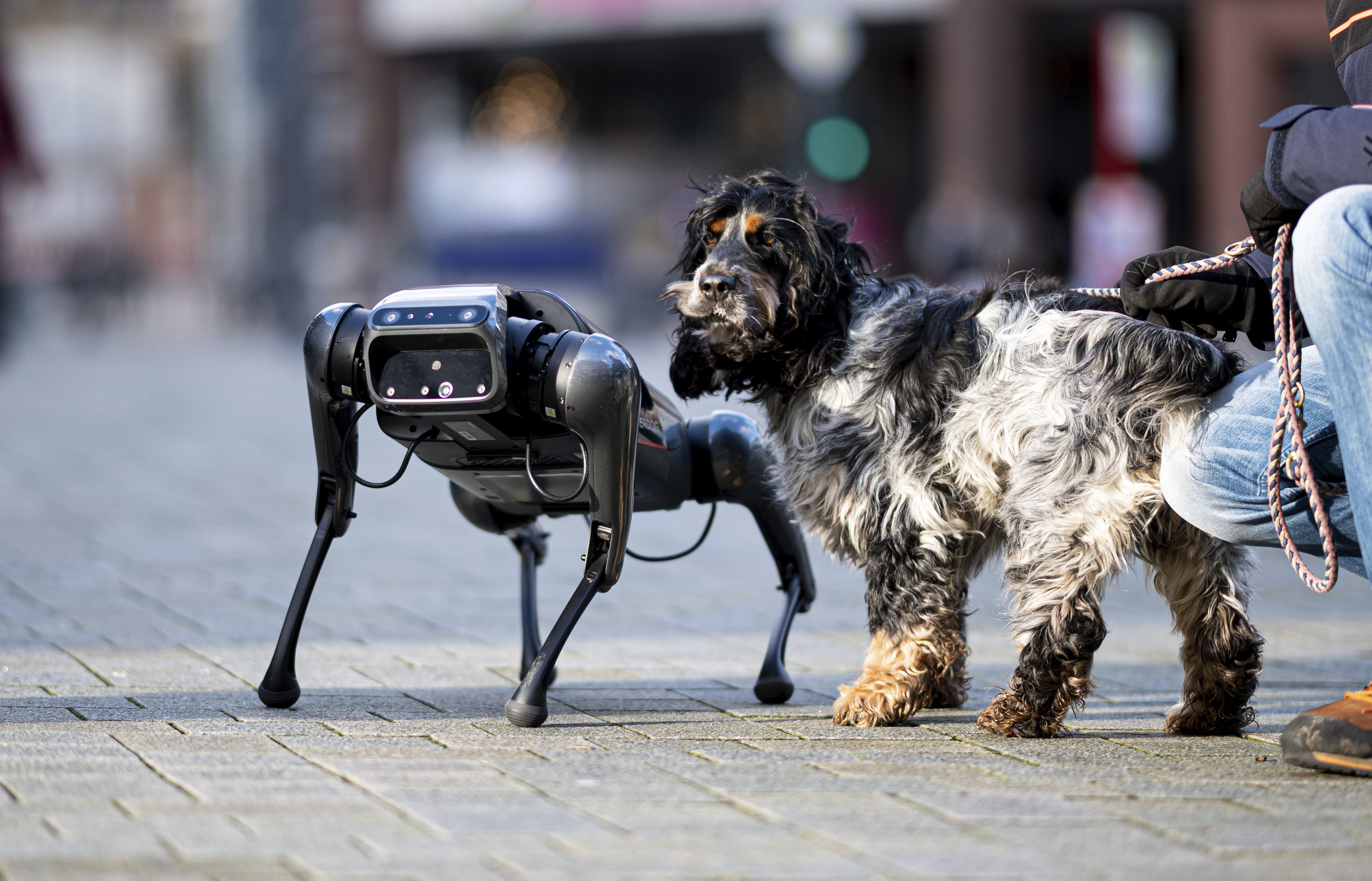 Mobile World Congress 2022: Cyberdog: Meet the robot canine from Xiaomi  that's programed to be man's best friend | Science & Tech | EL PAÍS English  Edition
